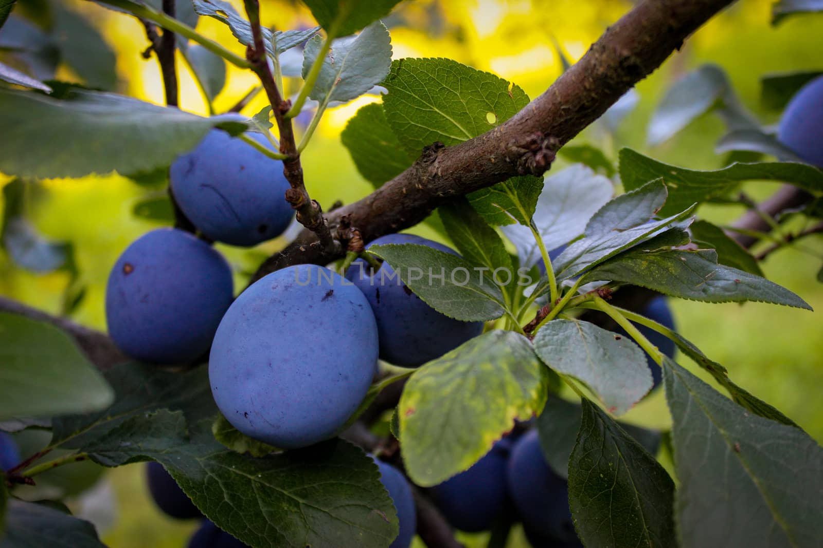 Blue ripe plums among the leaves on the branch. by mahirrov