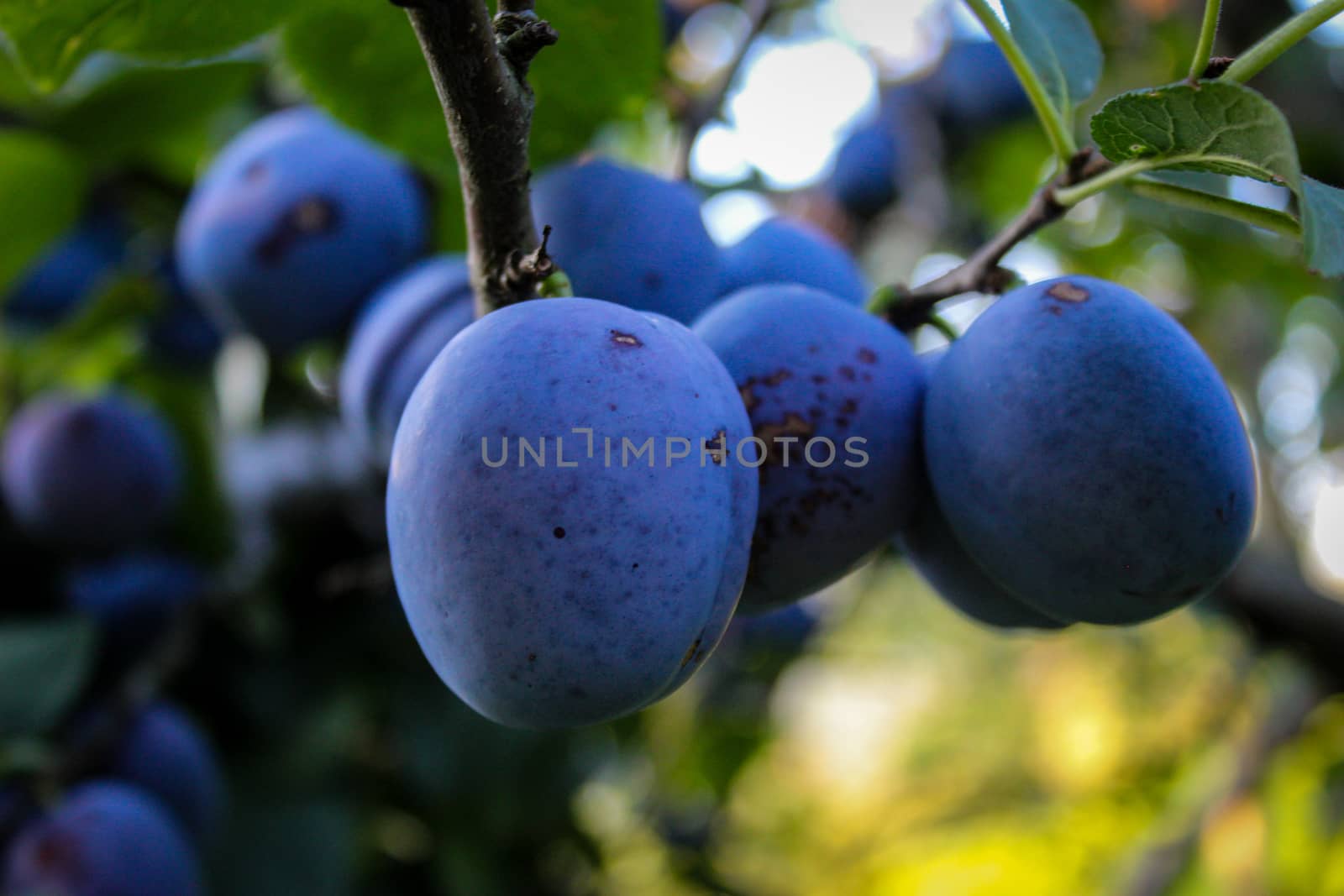 A group of large round plums on a branch. Plum orchard. Ripe blue plums on a branch. Zavidovići, Bosnia and Herzegovina.