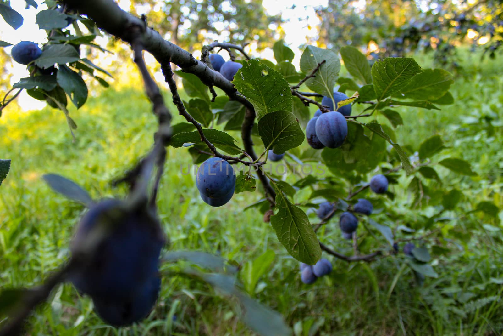 Branch with plums and leaves. Plum orchard. Ripe blue plums on a branch. by mahirrov