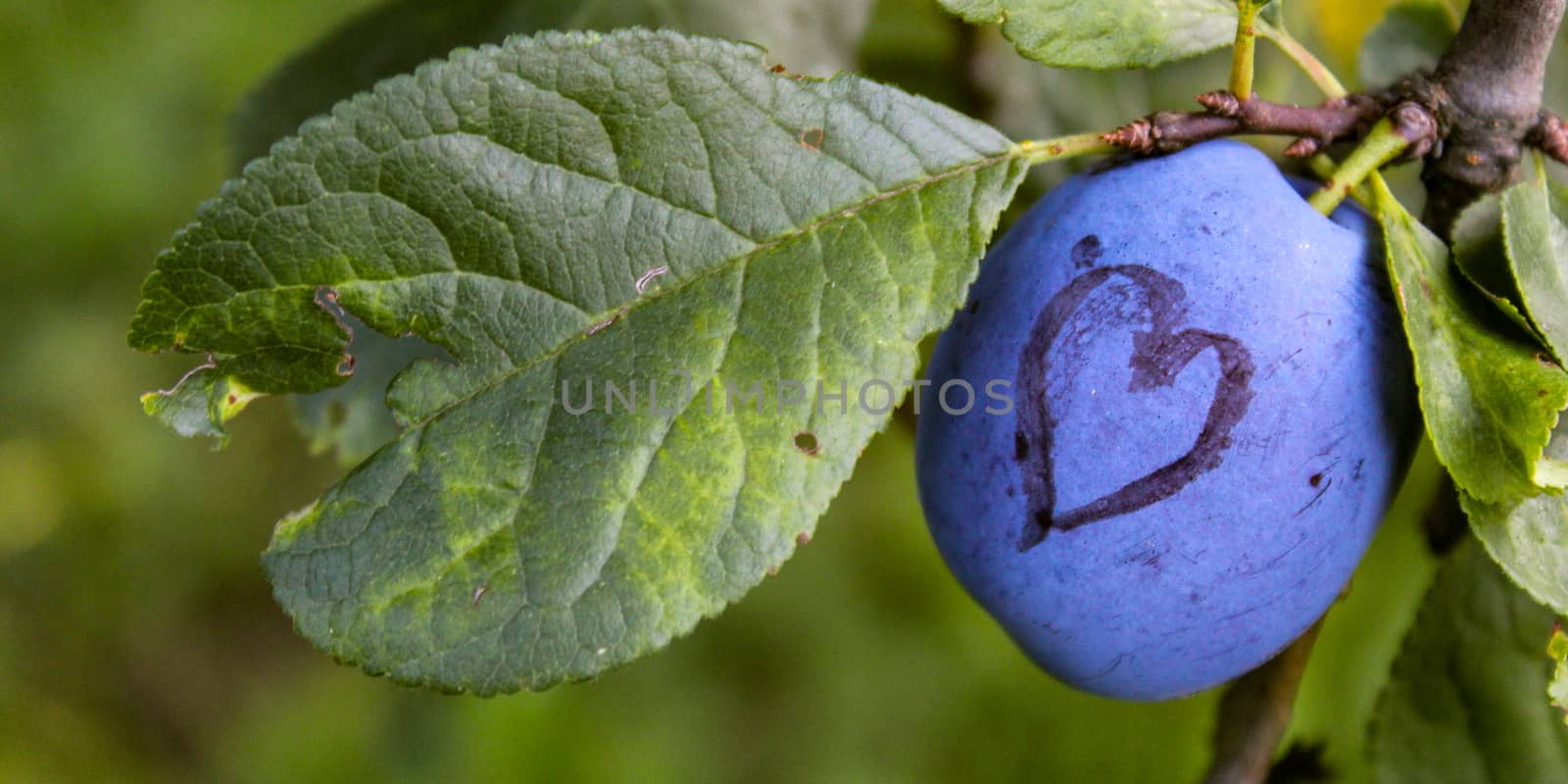 Banner. A blue ripe plum with a heart drawn on it. In addition to the ripe plum there is a leaf that is damaged which is in the shape of a heart. Zavidovići, Bosnia and Herzegovina.