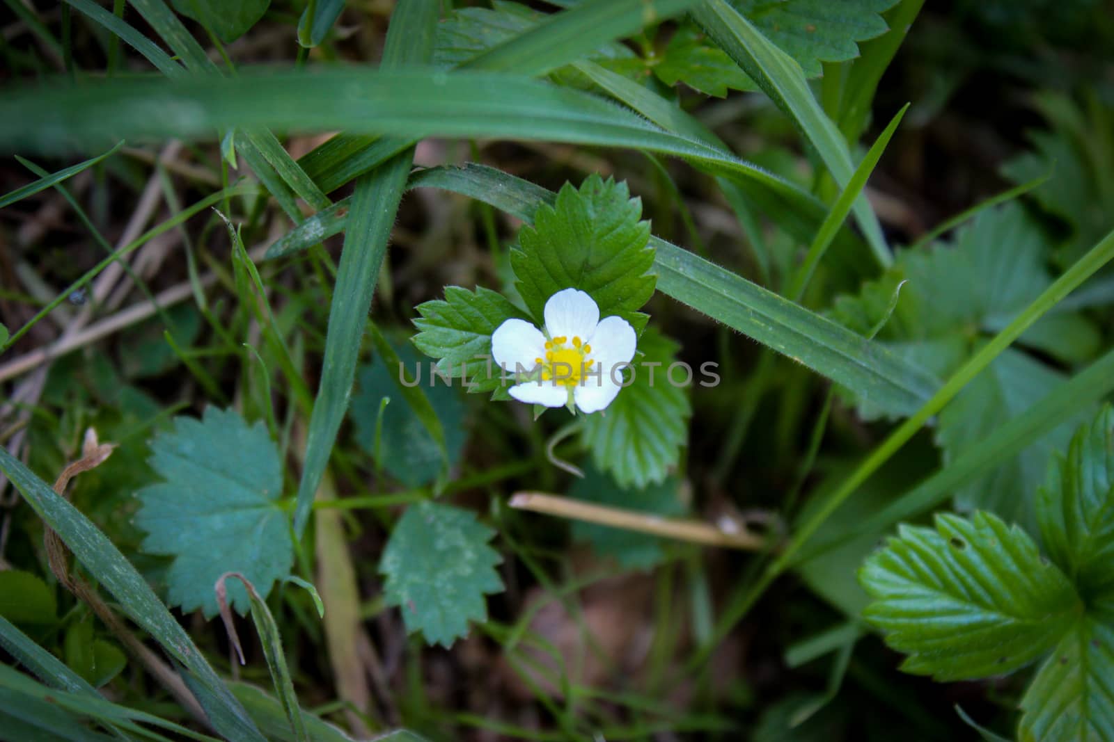Wild strawberry flower in the grass. by mahirrov