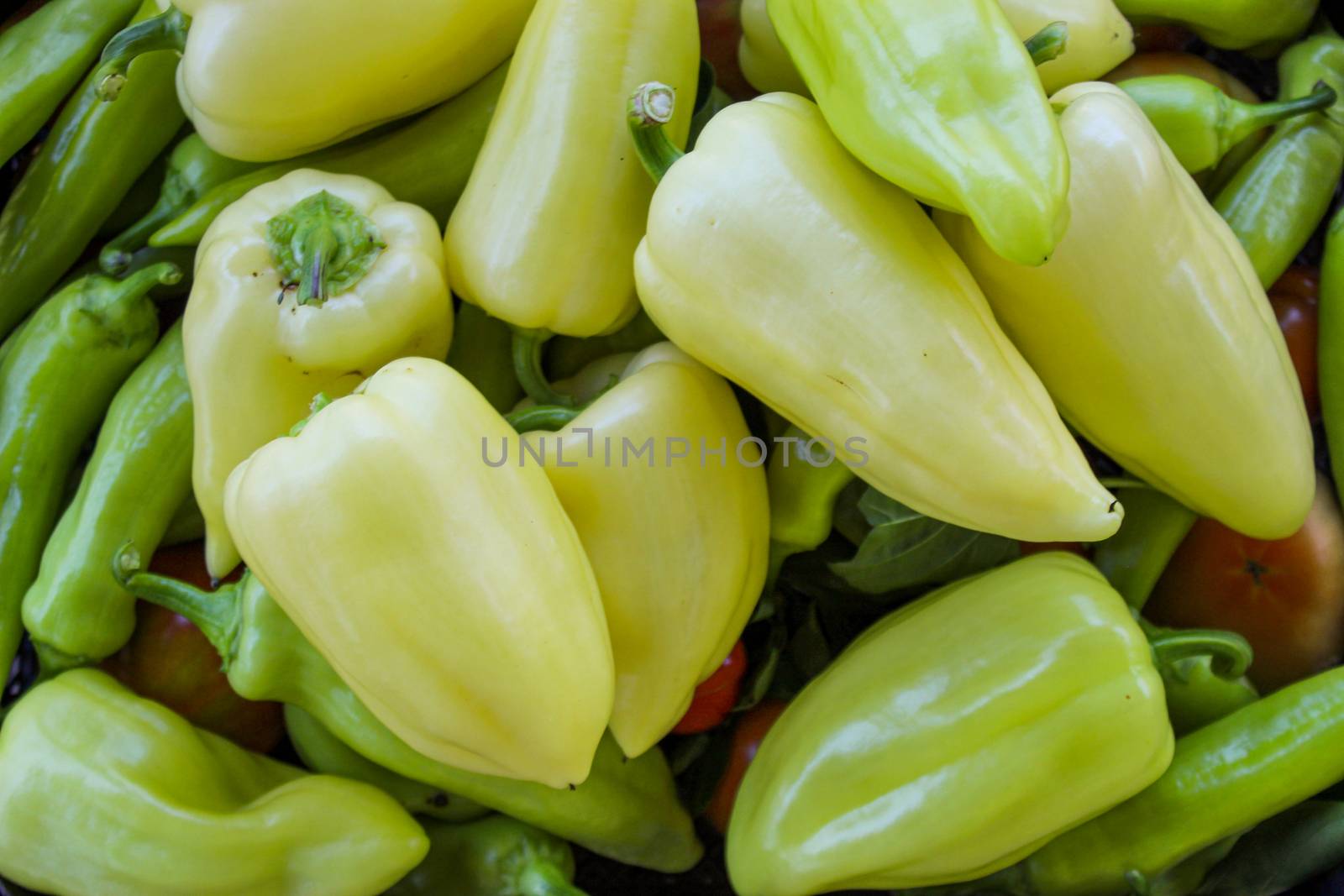 Freshly picked vegetables. Different types of peppers, tomatoes and more. Organic vegetables grown in the garden. by mahirrov