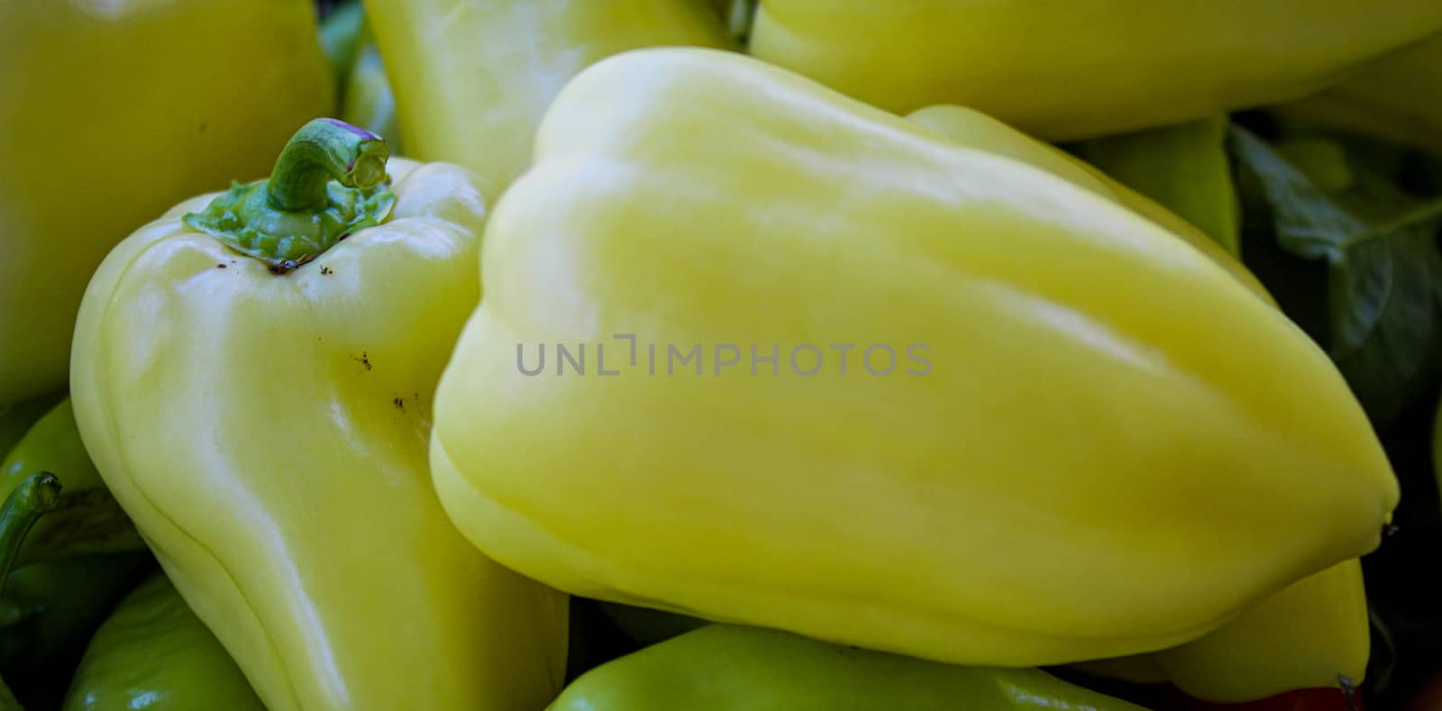 Banner. Big yellow peppers. Freshly picked vegetables. Different types of peppers. Organic vegetables grown in the garden. by mahirrov