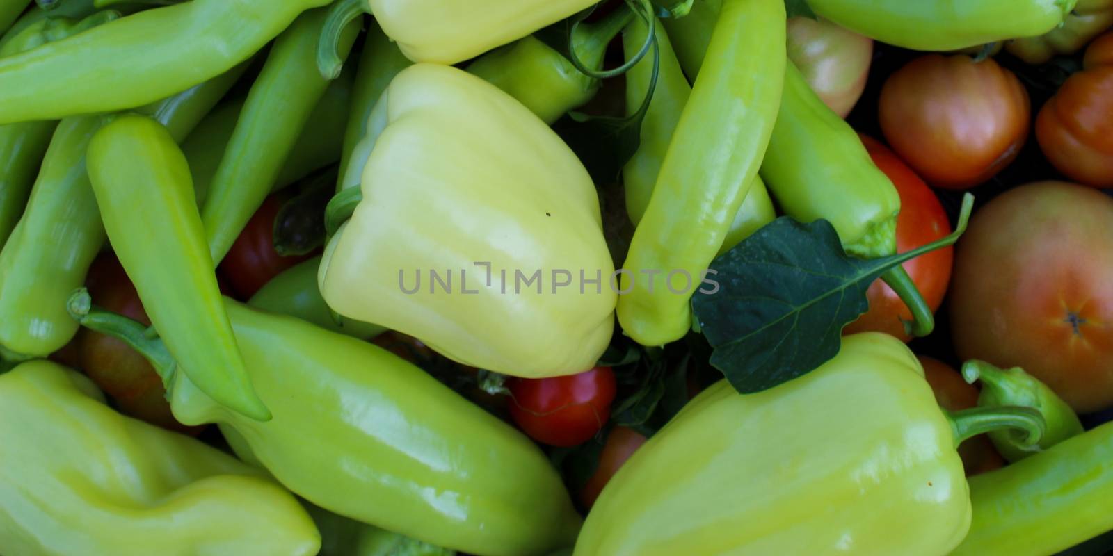 Banner. Freshly picked vegetables in the garden. Different types of peppers, tomatoes and more. Organic vegetables grown in the garden. by mahirrov