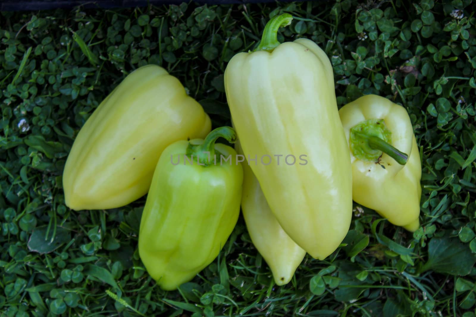 Green-yellow large peppers on the grass. Peppers grown in the garden. Zavidovici, Bosnia and Herzegovina.