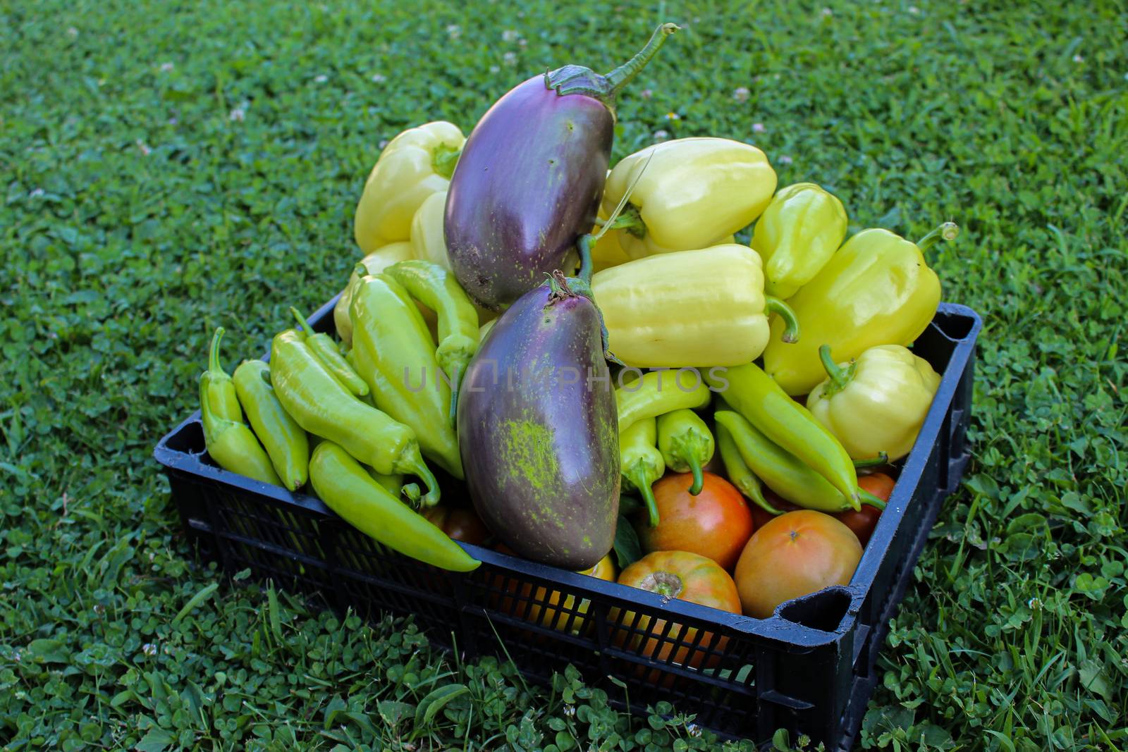 Freshly picked vegetables in a plastic crate. Fresh vegetables grown in the garden. Different types of peppers, tomatoes, eggplants, etc. by mahirrov