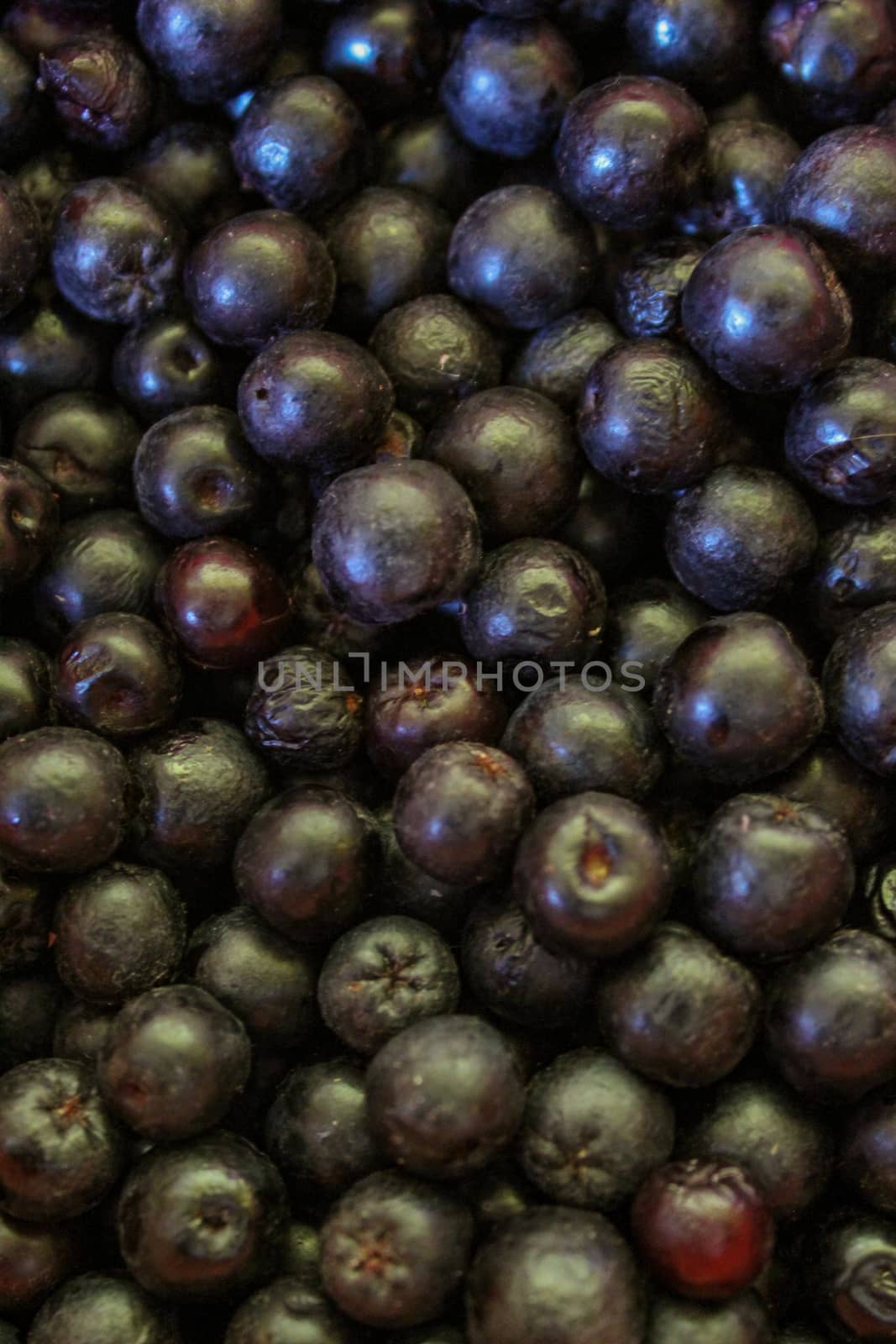 Full frame of chokeberry berries. Aronia berries. Zavidovici, Bosnia and Herzegovina.