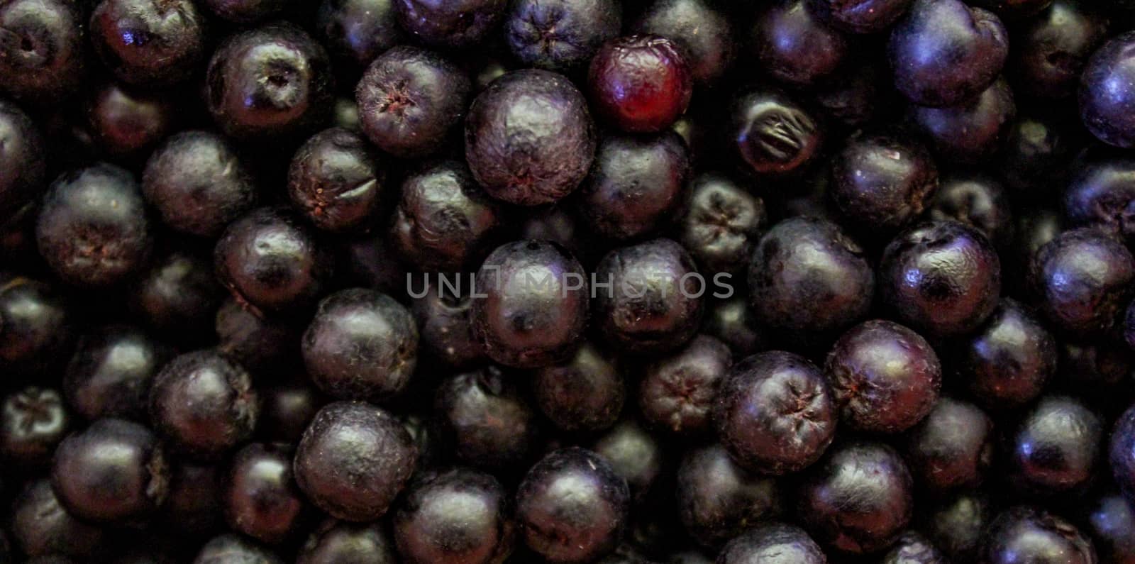 Banner of chokeberry berries. Aronia berries. by mahirrov