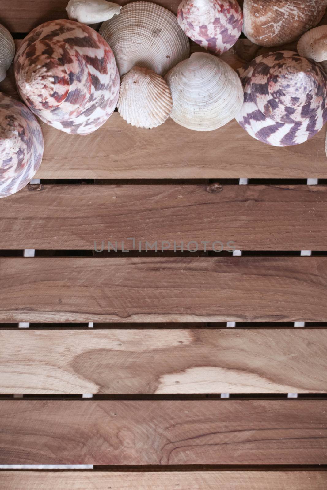 Summer sea vacation concept background with copy space, seashells on wood