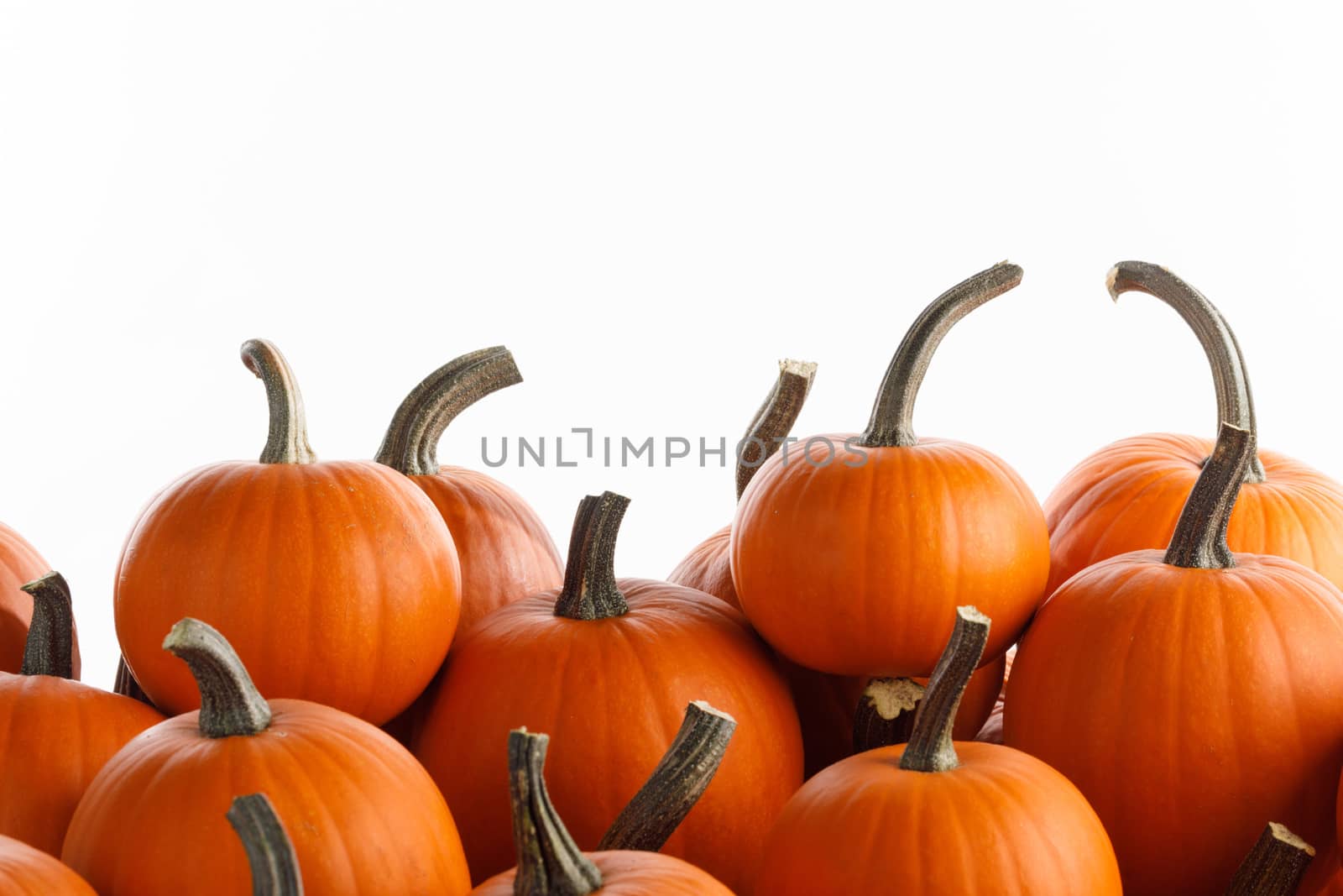 Heap of many orange pumpkins on white background , Halloween concept , copy space for text