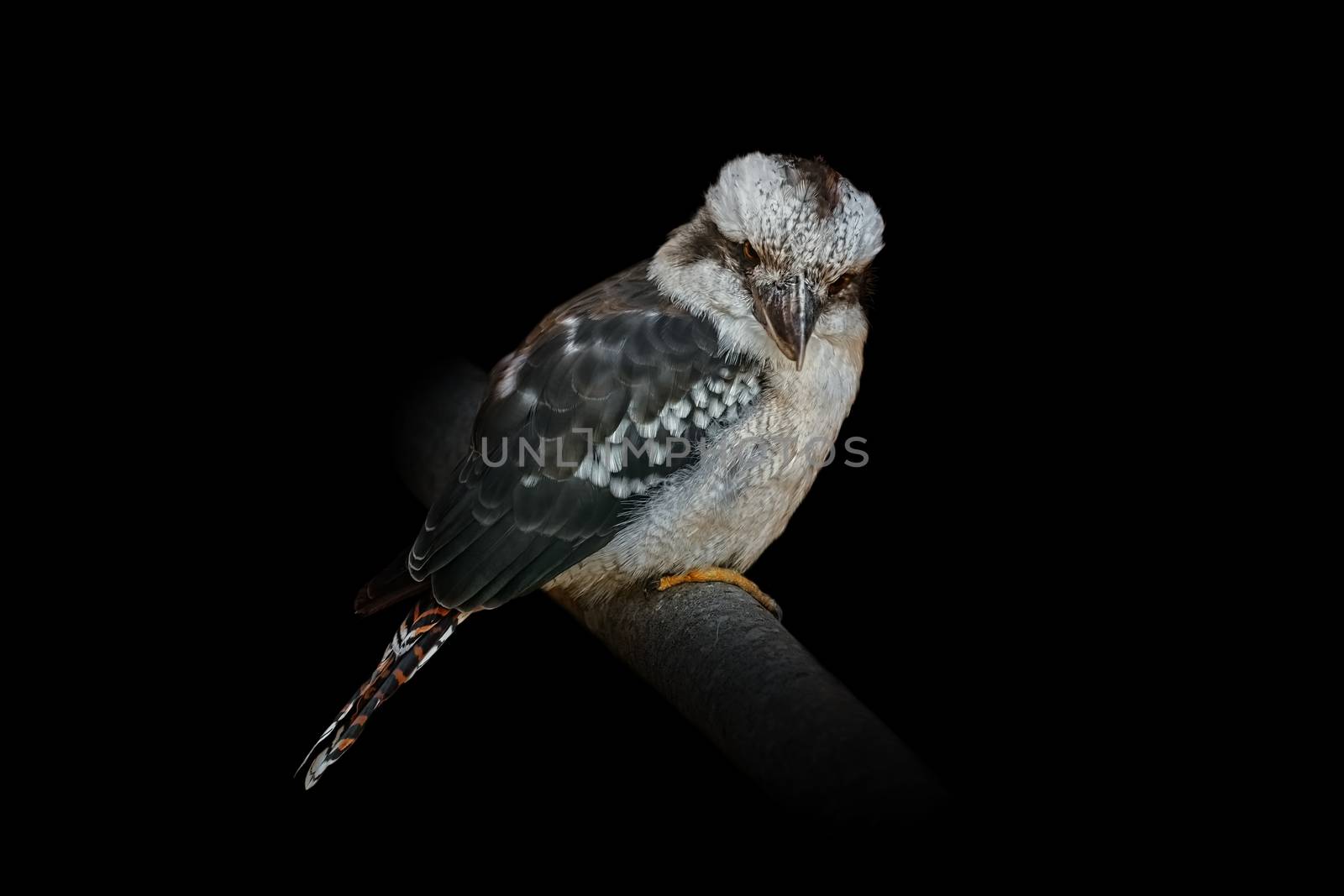 Kookaburras, terrestrial tree kingfishers of the genus Dacelo