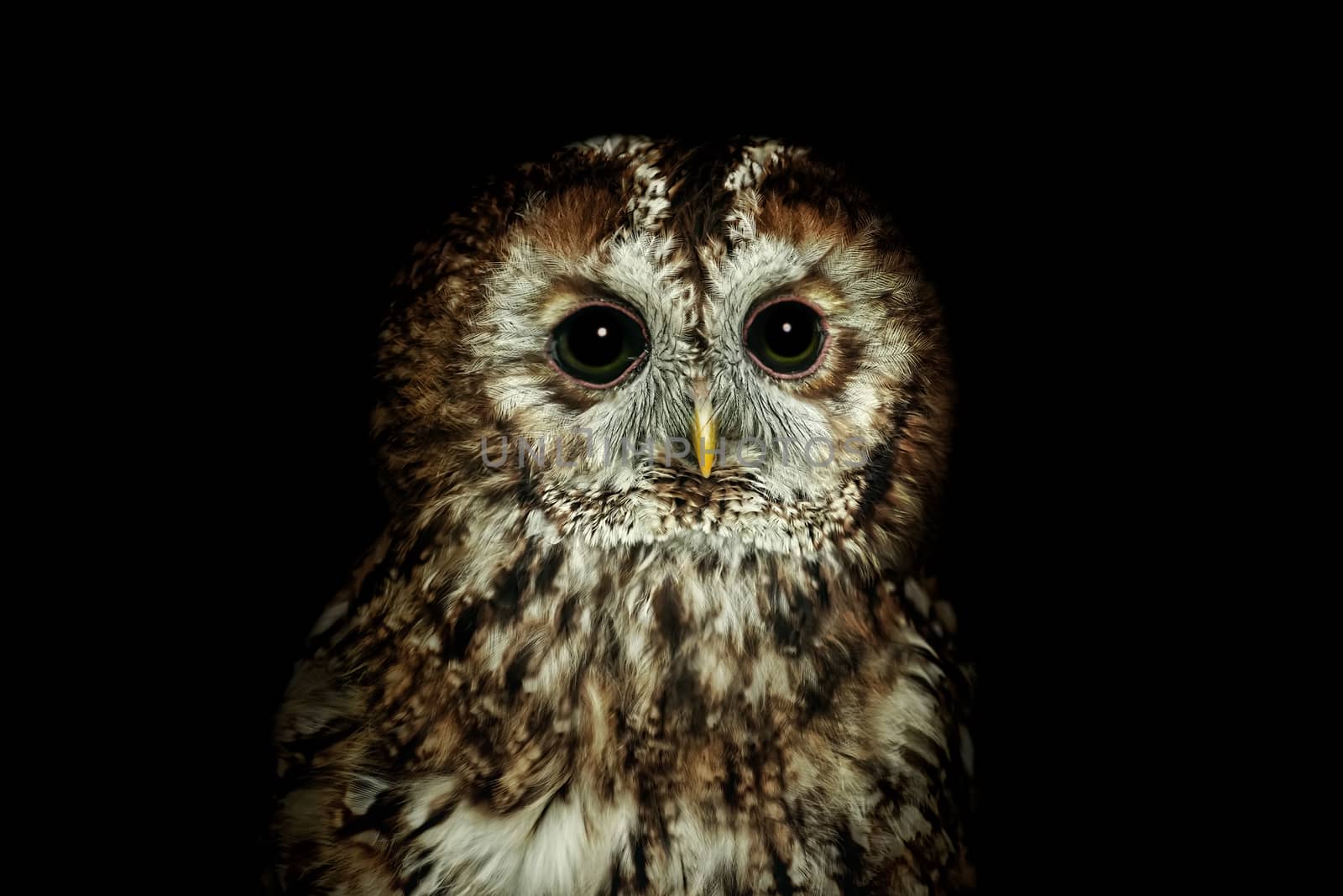 Portrait of Tawny owl or brown owl (Strix aluco)