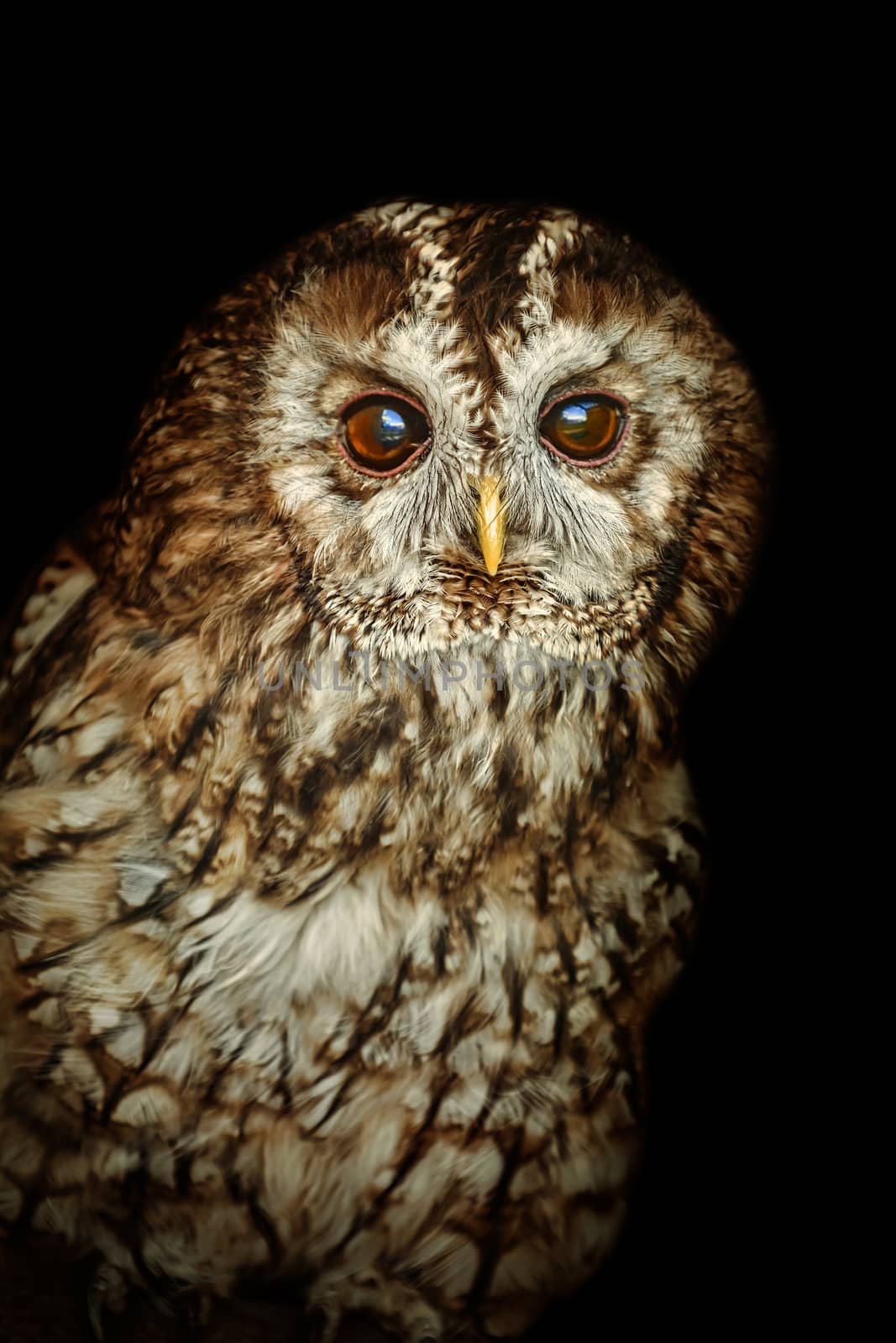 Tawny owl or brown owl (Strix aluco) by SNR