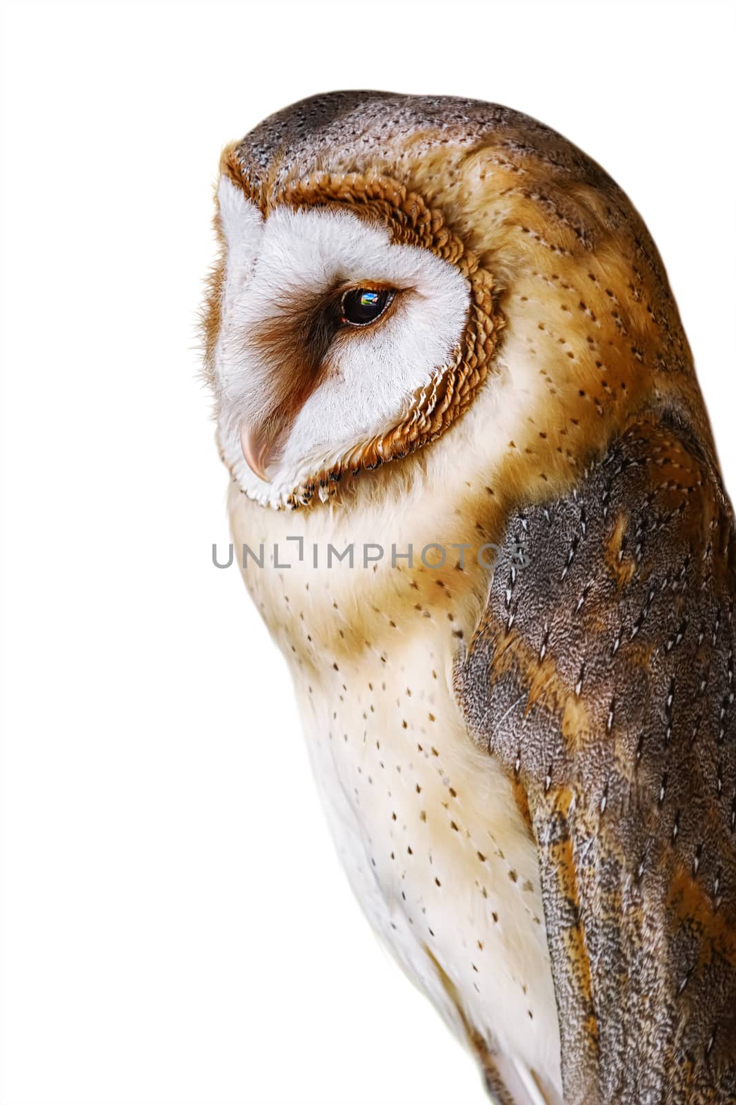 Common barn owl (Tyto alba) by SNR