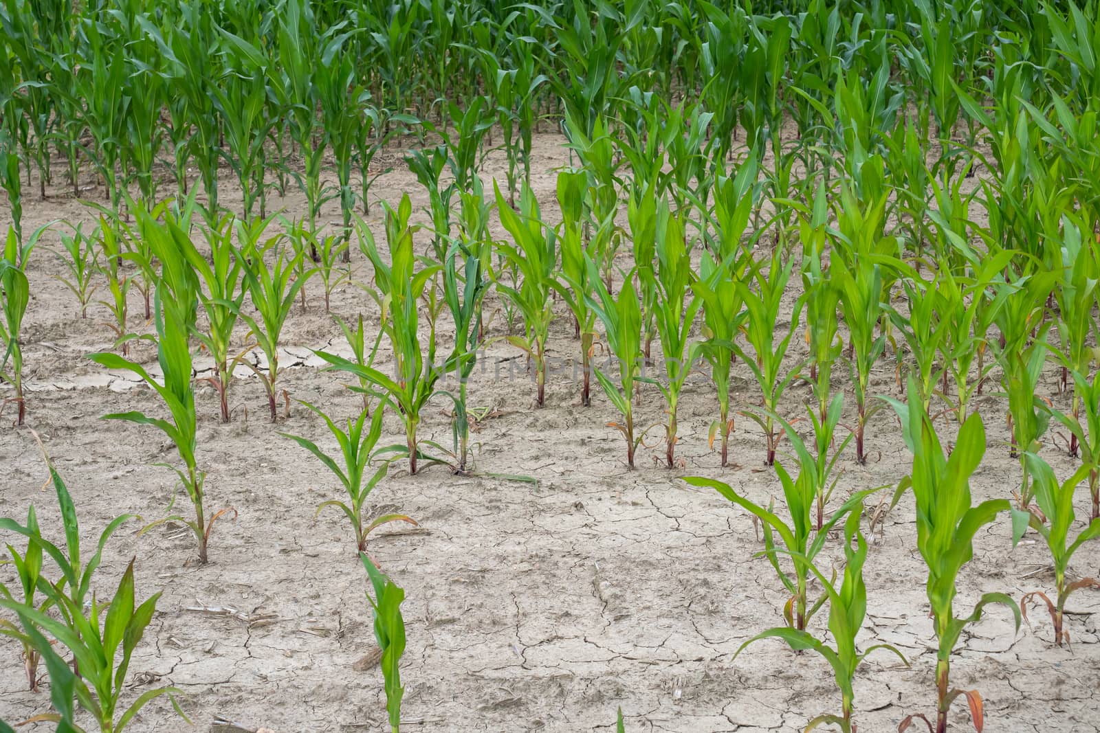 Bad corn harvest. Corn field with very dry soil.  by xtrekx