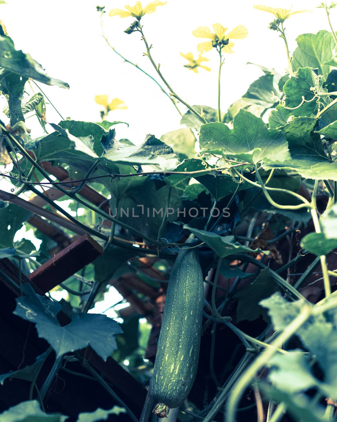 Toned photo lookup view of hanging Luffa Sponge gourd tropical fruit hanging on bamboo trellis and pergola. Yellow blooming flower with fruit at organic backyard garden near Dallas, Texas, USA