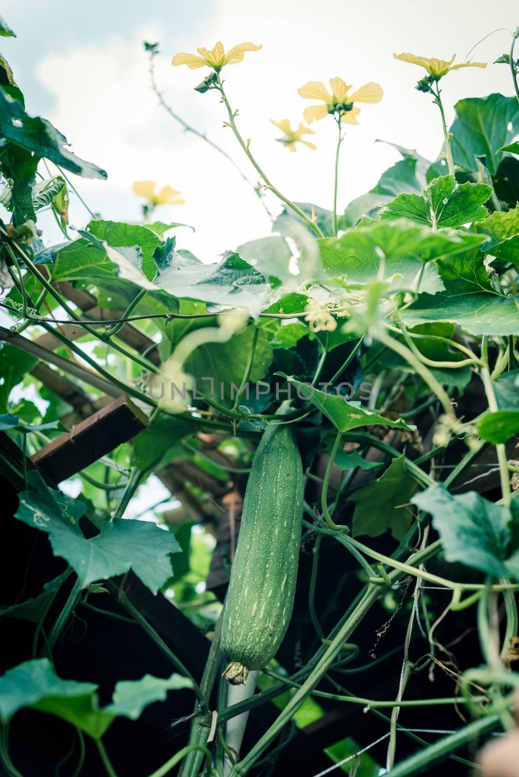 Filtered image upward view Luffa fruit with blossom yellow flowers on pergola at backyard garden near Dallas, Texas, USA by trongnguyen