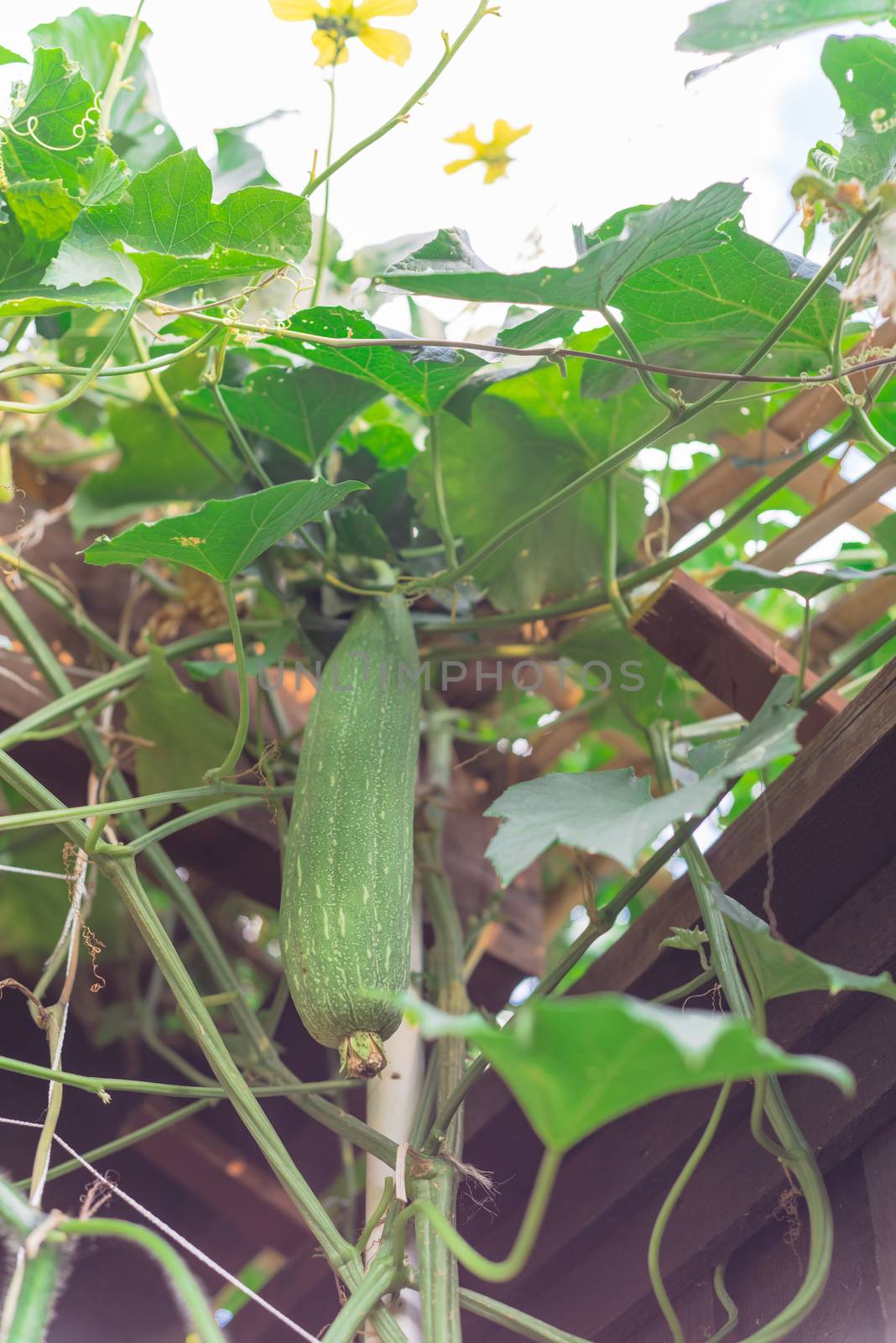 Lookup view of hanging Luffa Sponge gourd tropical fruit hanging on bamboo trellis and pergola. Natural pollinator on yellow blooming flower at organic backyard garden near Dallas, Texas, USA