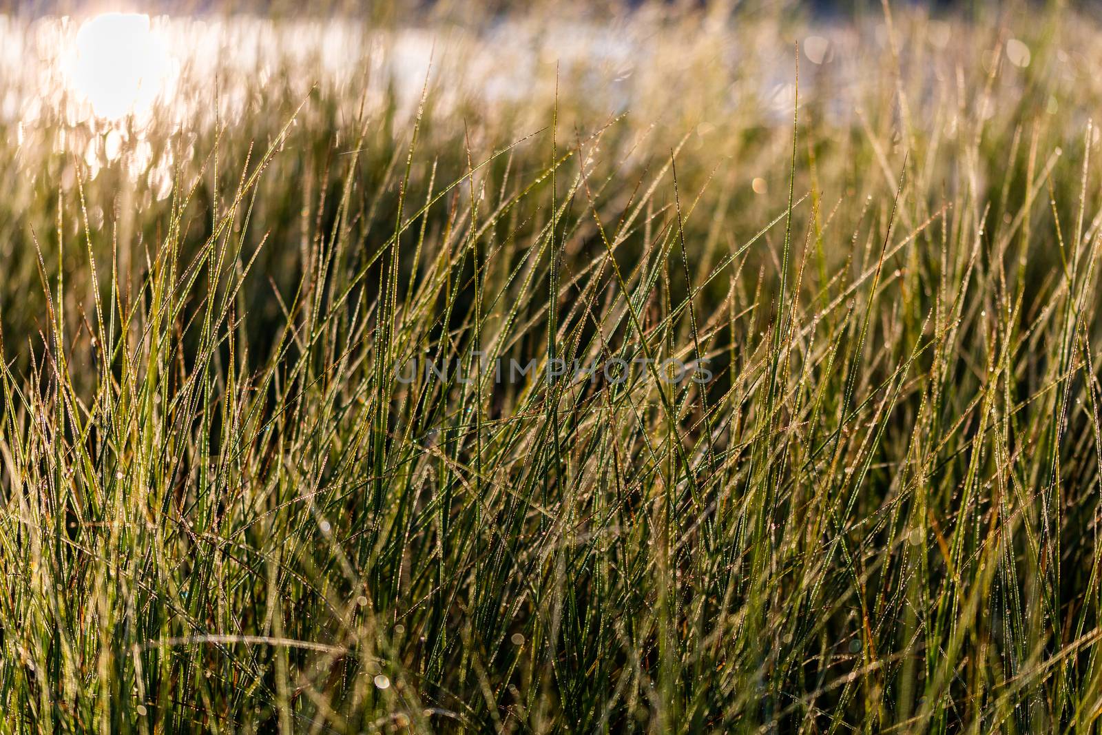 Long thin green swamp grass with morning dew. Close-up with selective focus and bokeh blur.