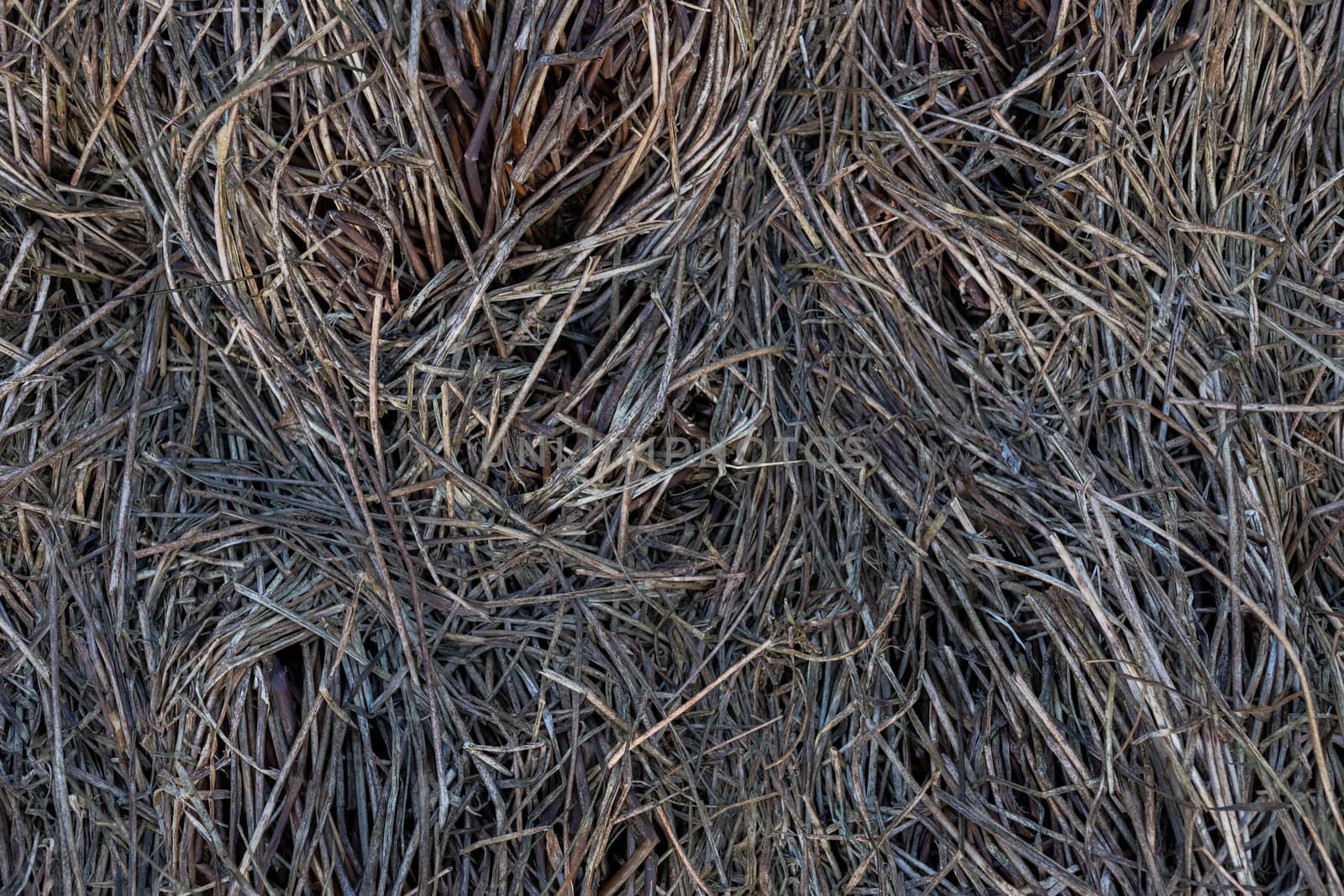 dry swamp equisetum grond texture and background.