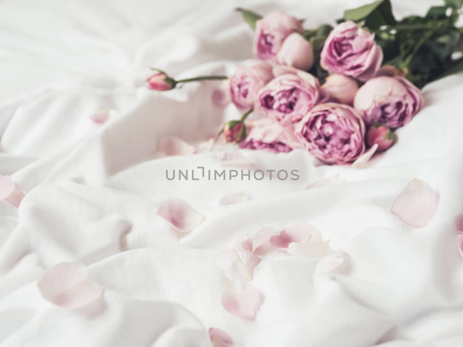 Pink roses and petals on crumpled white fabric. Natural elegant decoration. Romantic background.