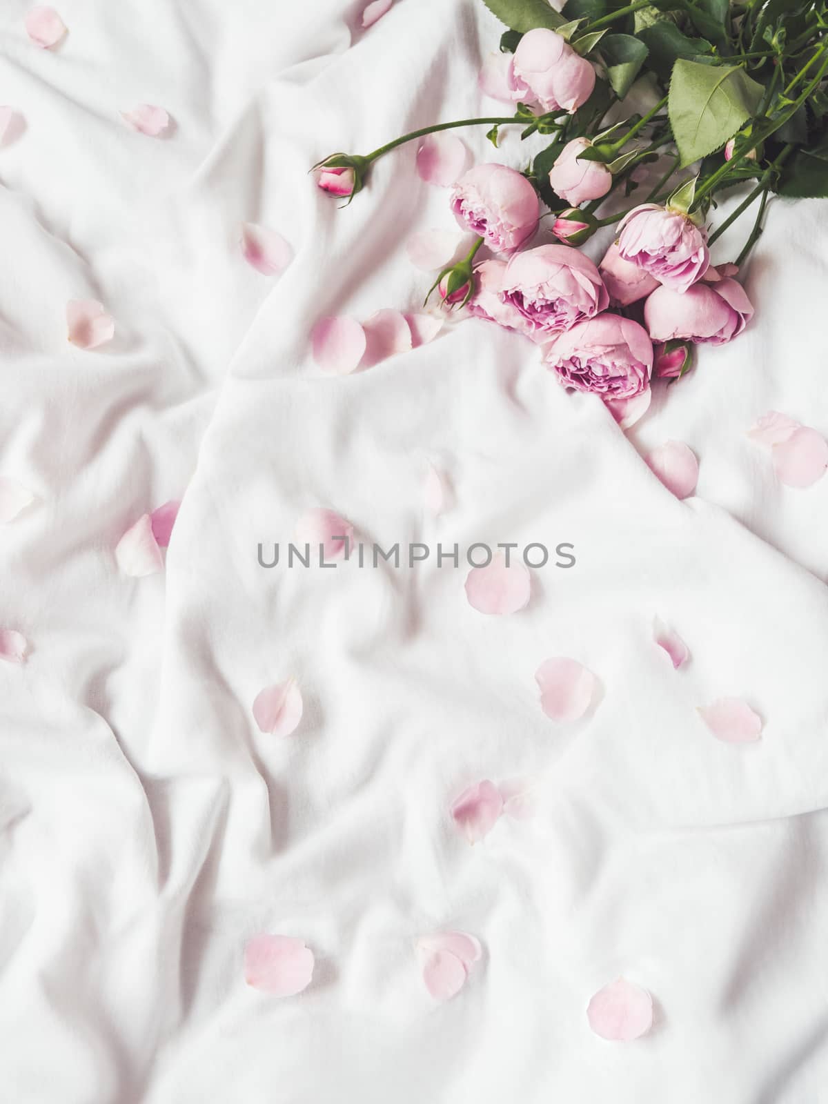 Pink roses and petals on crumpled white fabric. Natural elegant decoration. Romantic background. Top view, flat lay.