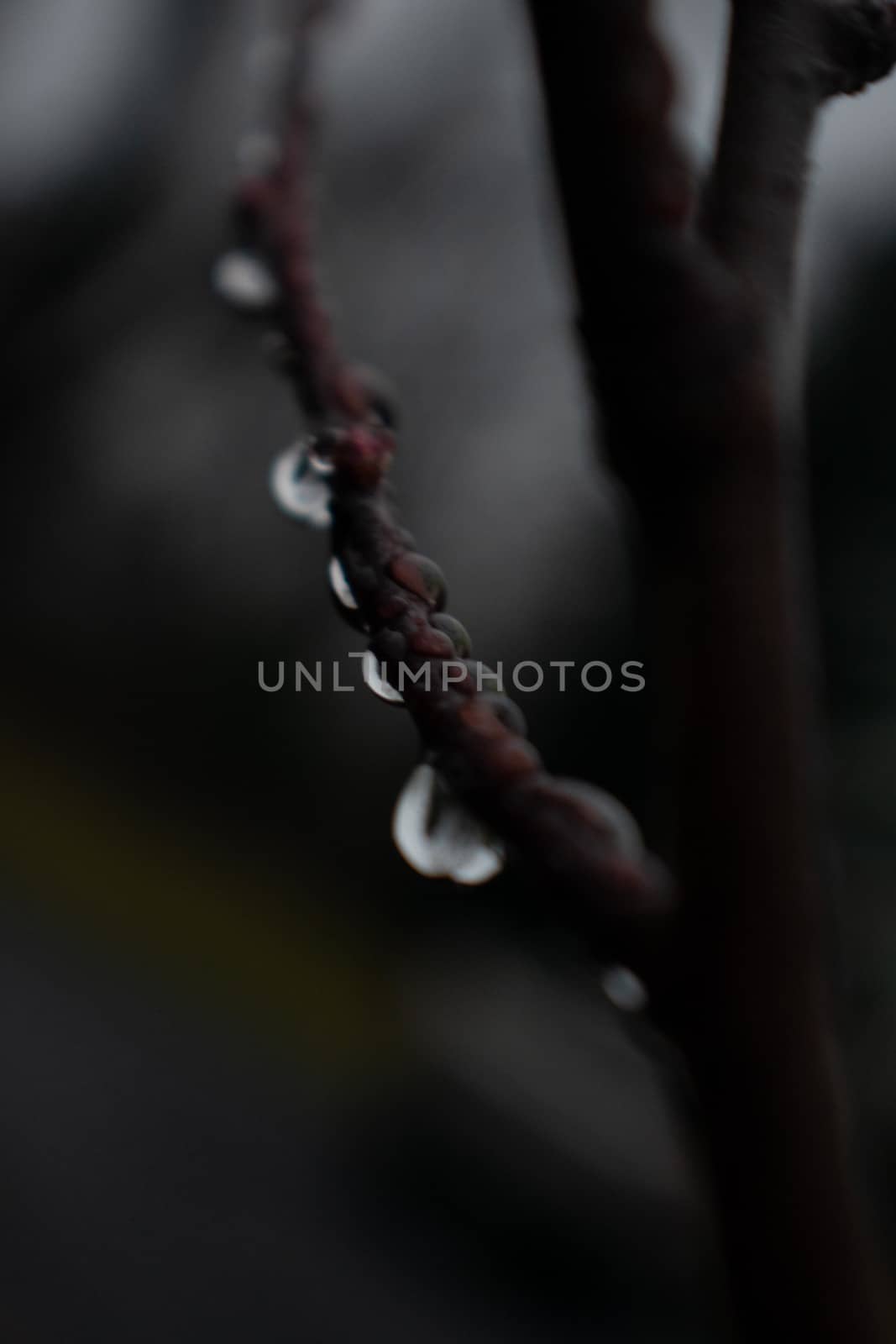 A Close-Up Shot of Drops of Rain Hanging on a Tiny Tree Branch With a Black and Grey Background