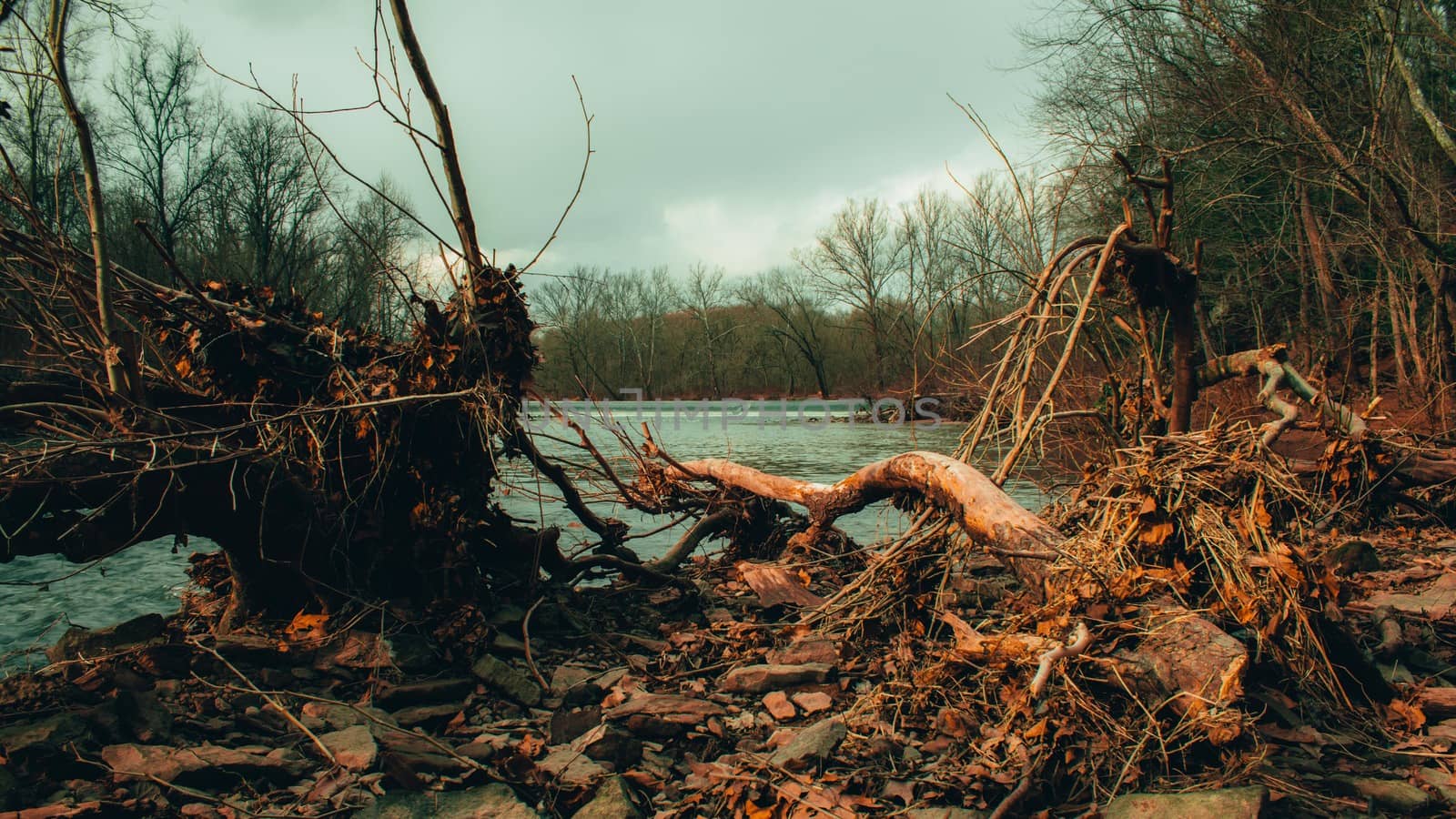 A Fallen Tree Next to a River With a Man-Made Damn in the Background