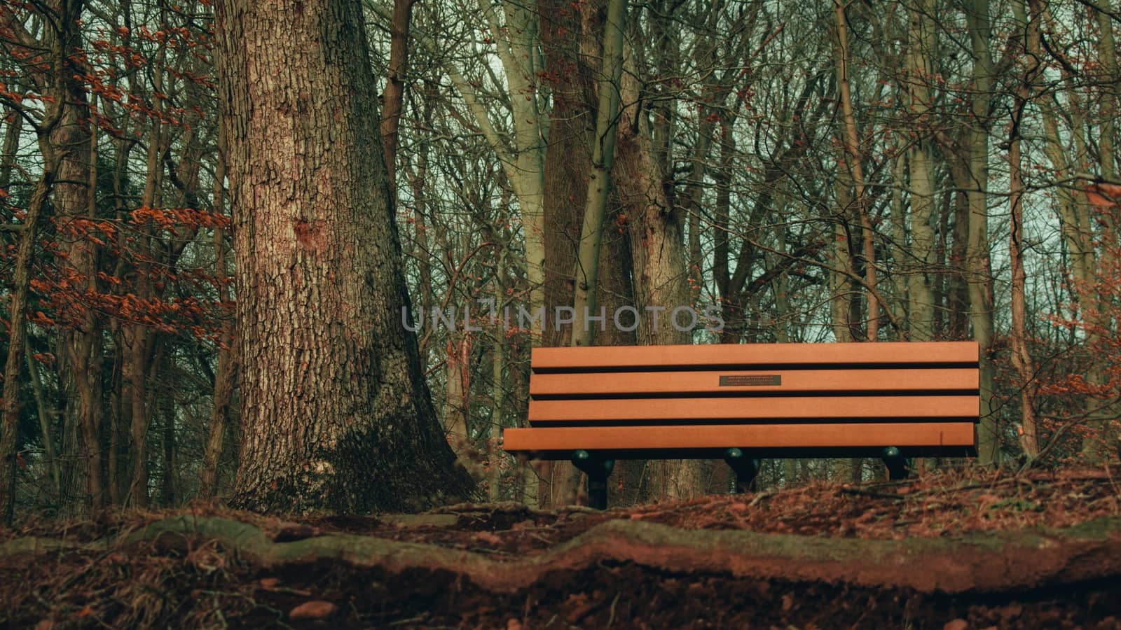 A Wooden Bench Next to a Tree on Top of a Hill in a Dead Winter Forest