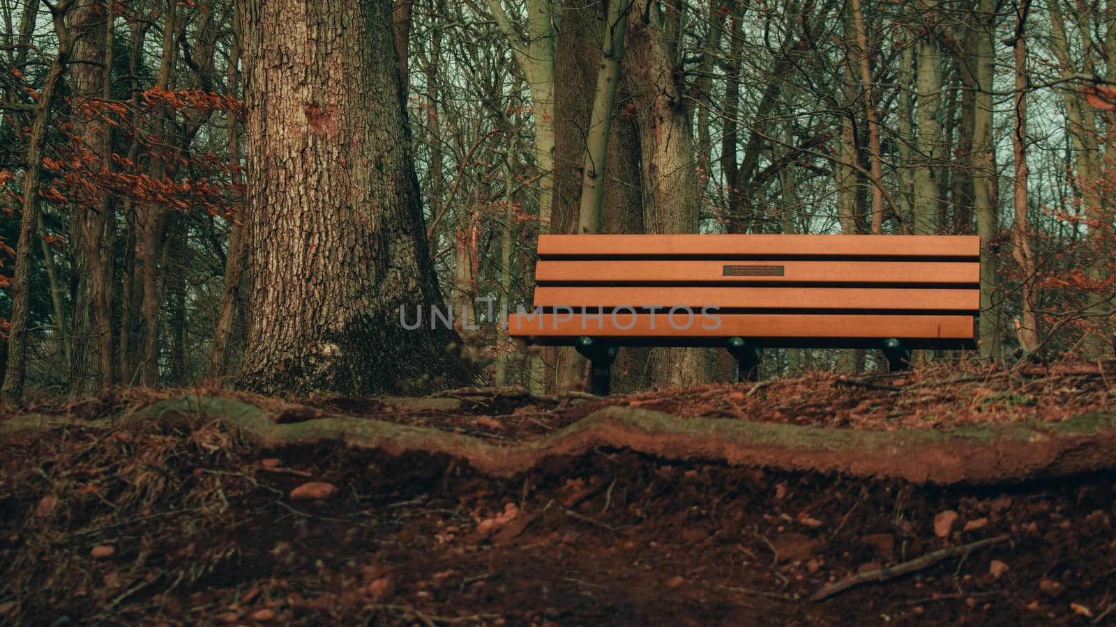 A Wooden Bench Next to a Tree on Top of a Hill in a Dead Winter Forest