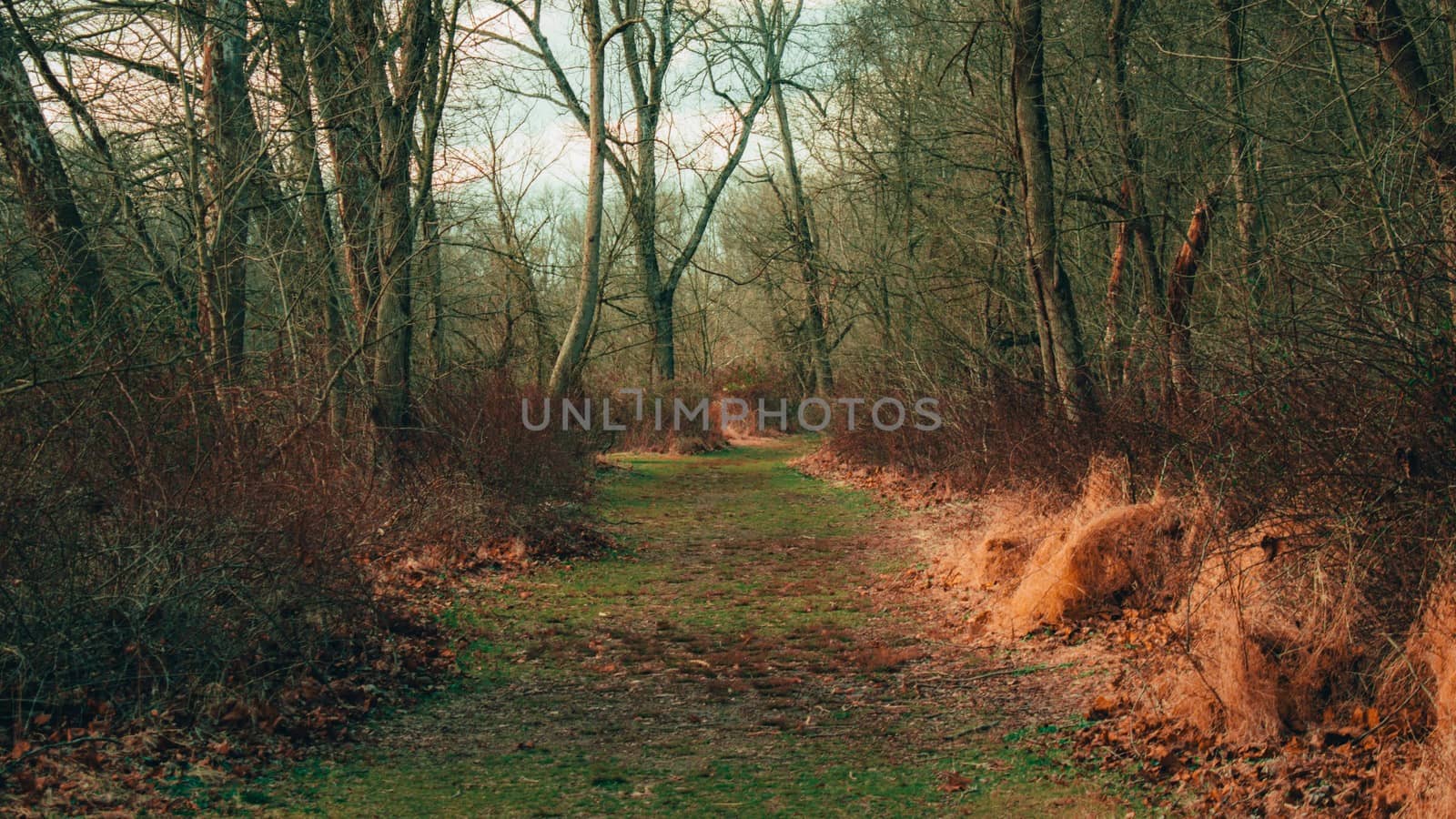 A Grassy Overgrown Path Covered in Foliage in a Dead Winter Forest