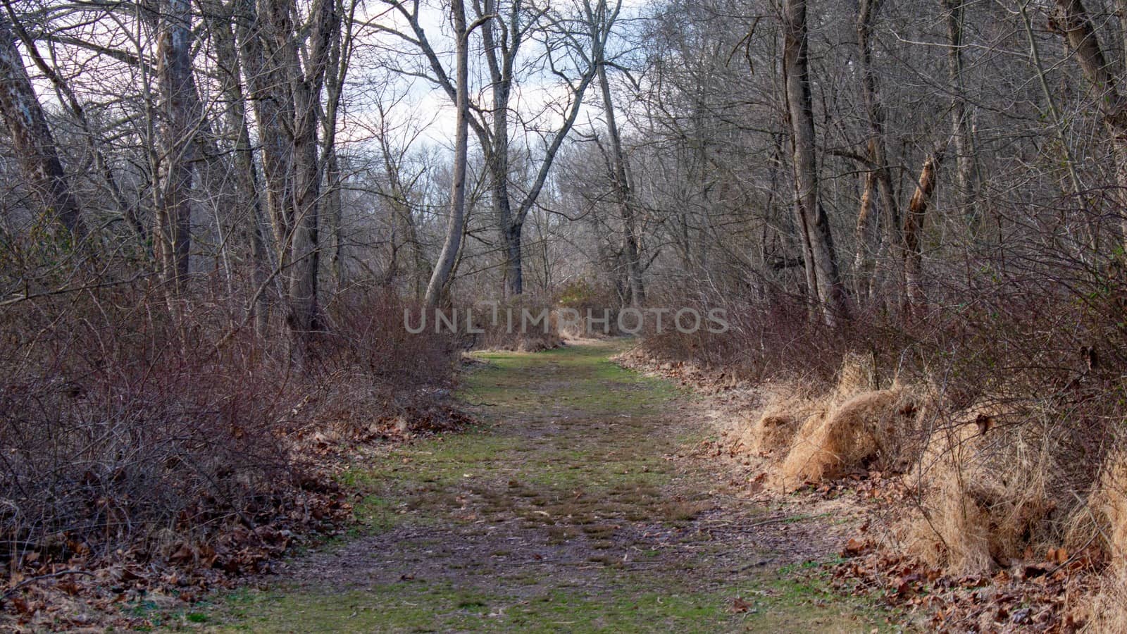 A Grassy Overgrown Path Covered in Foliage in a Dead Winter Forest