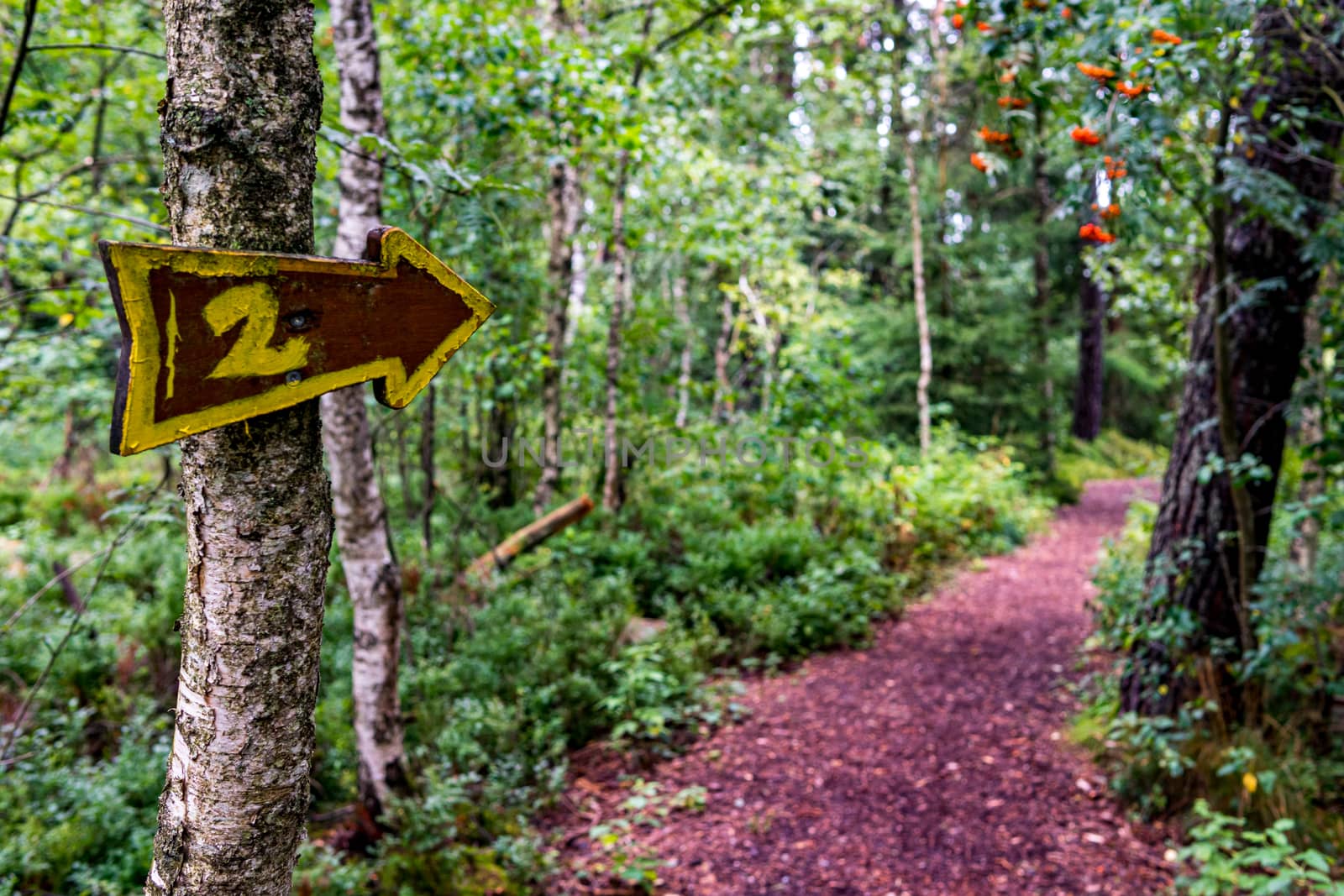 Nature reserve Wilhelmsdorf Pfrunger Ried in Upper Swabia by mindscapephotos