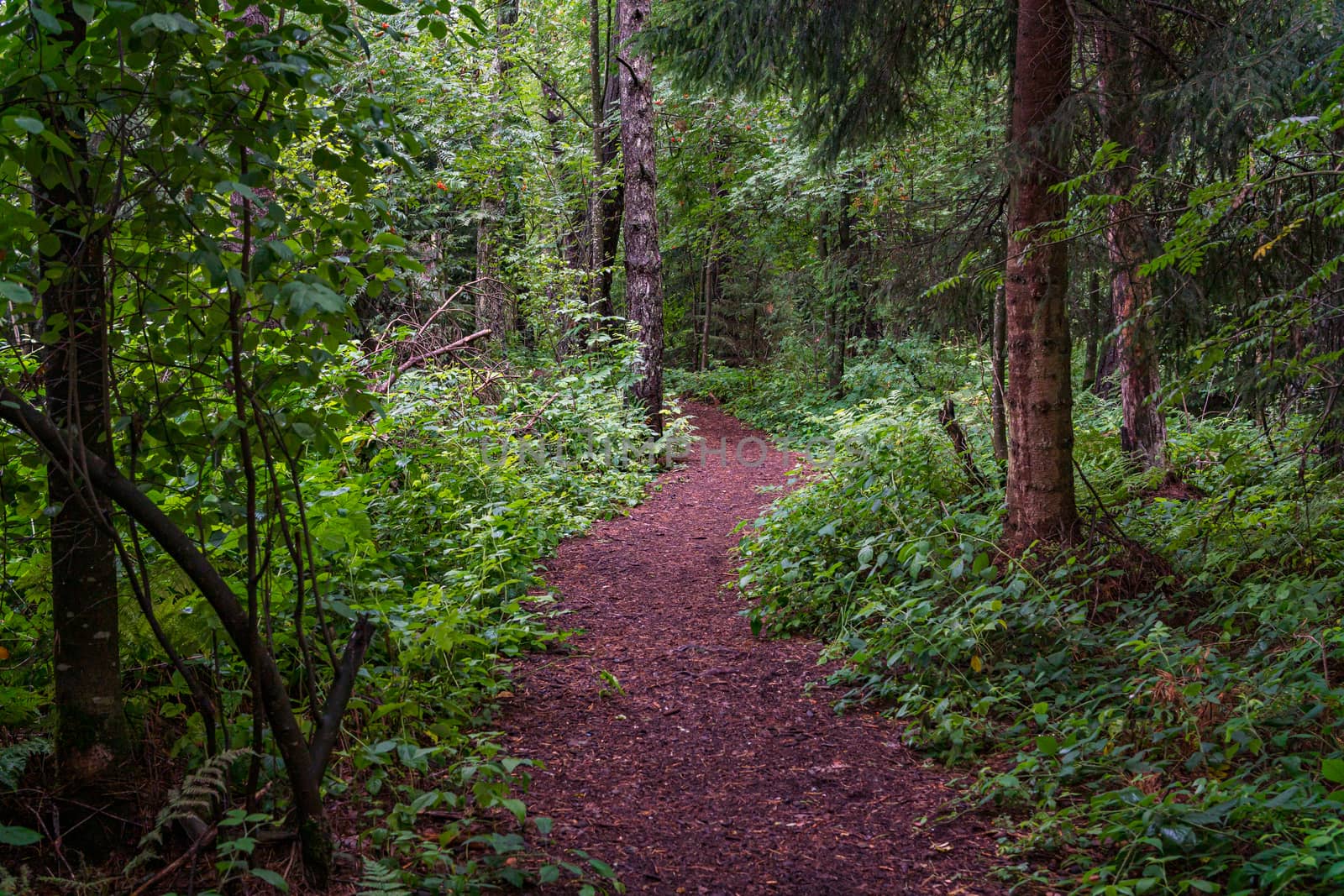 The beautiful nature reserve Wilhelmsdorf Pfrunger Ried in Upper Swabia near Ravensburg and Lake Constance