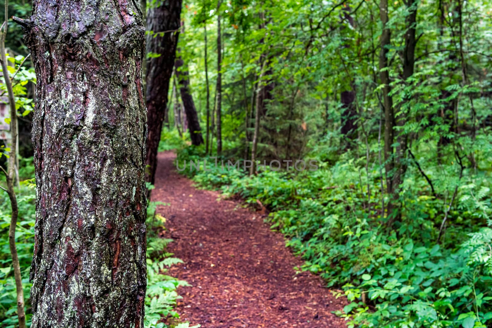 Nature reserve Wilhelmsdorf Pfrunger Ried in Upper Swabia by mindscapephotos