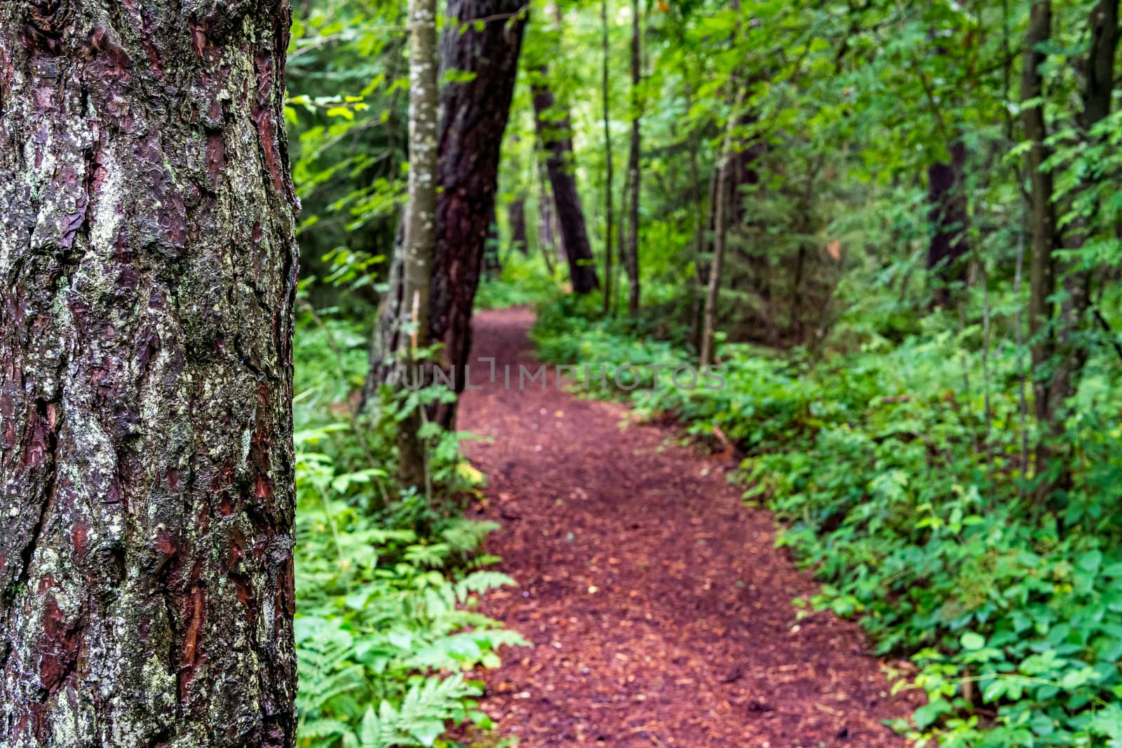 The beautiful nature reserve Wilhelmsdorf Pfrunger Ried in Upper Swabia near Ravensburg and Lake Constance