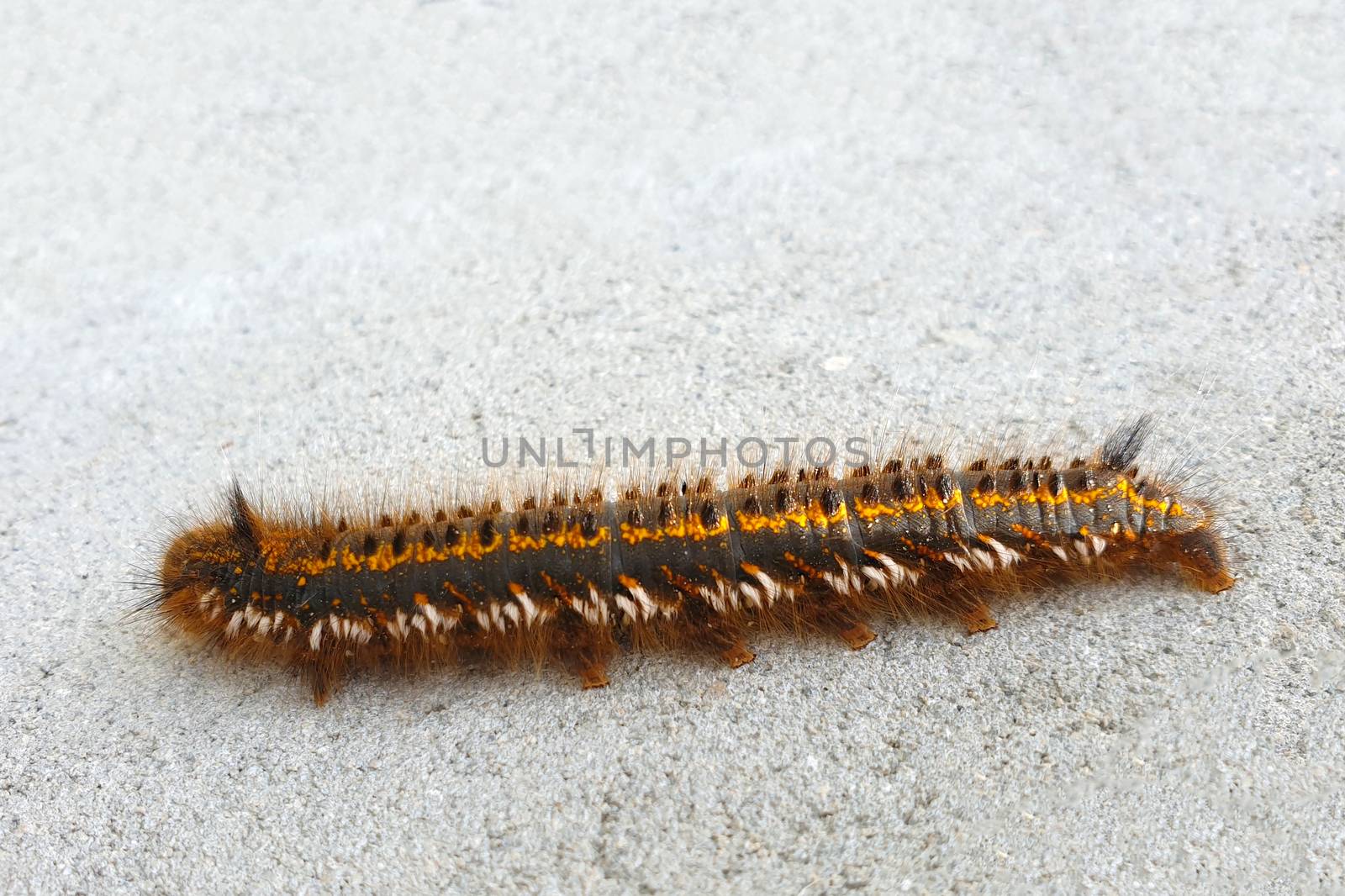 Hairy black caterpillar. Caterpillar on white background