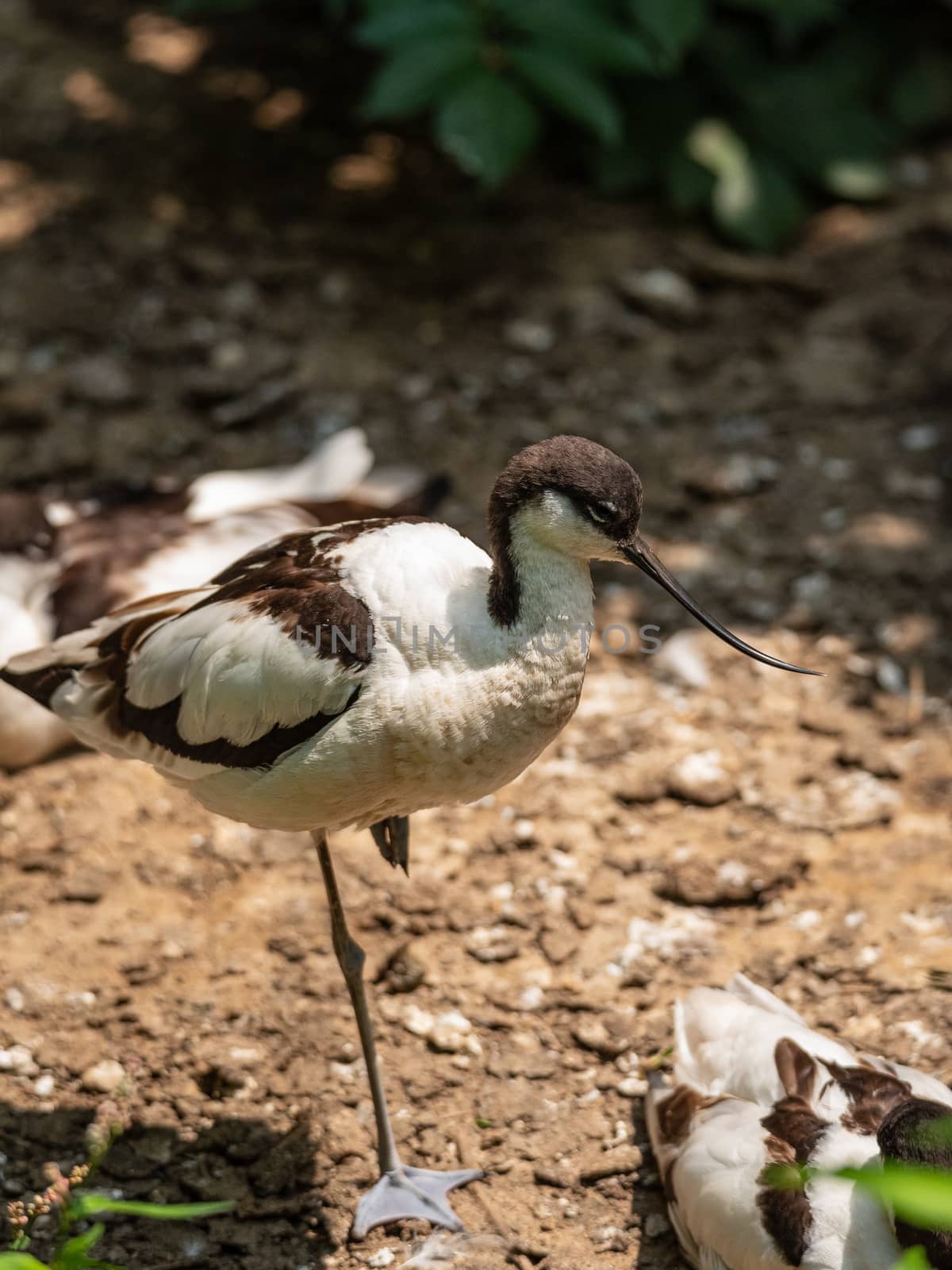 Avocet walks near a lake, European bird of small to medium size