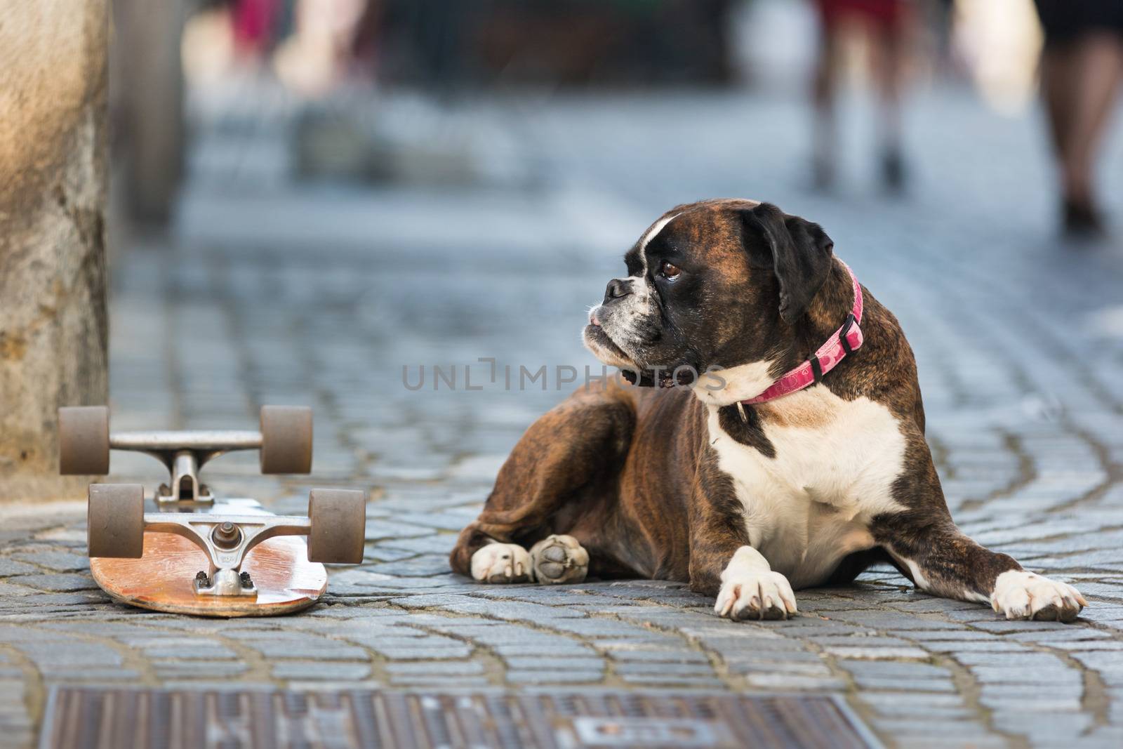 Beautiful german boxer dog wearing red collar, lying outdoors on the street guarding his owner's skateboard.