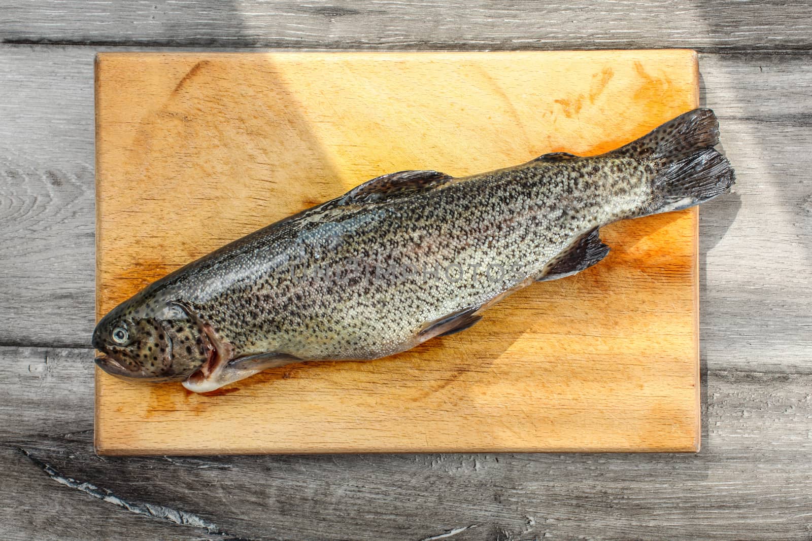 Table top view on raw trout fish on wooden working board, cut, gip, ready to be grilled.