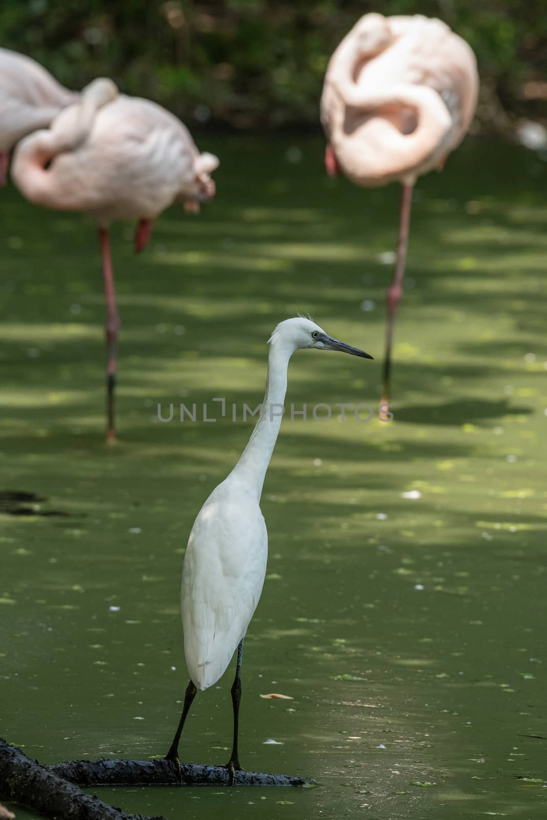 Egretta Garzetta also known as Little egret walks in a pond, medium sized European bird