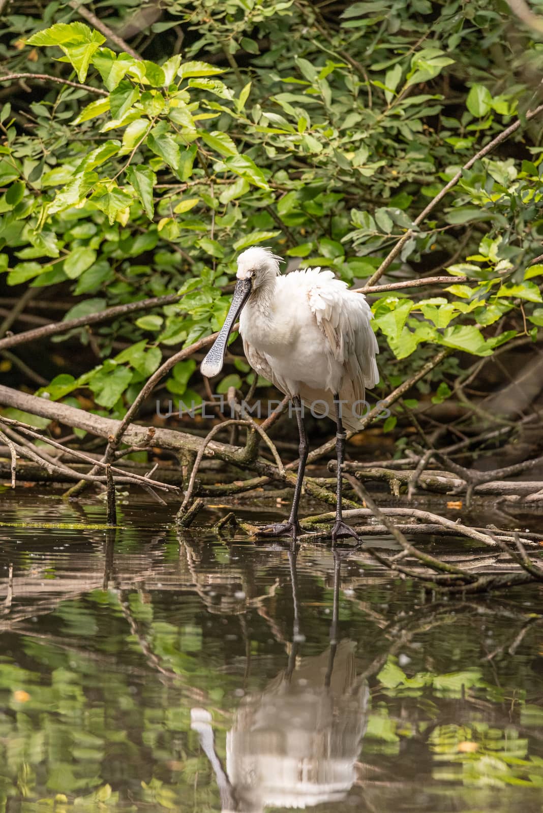 Eurasian common spoonbill on a tree branch near water, image of white bird with large flat beak with natural green background