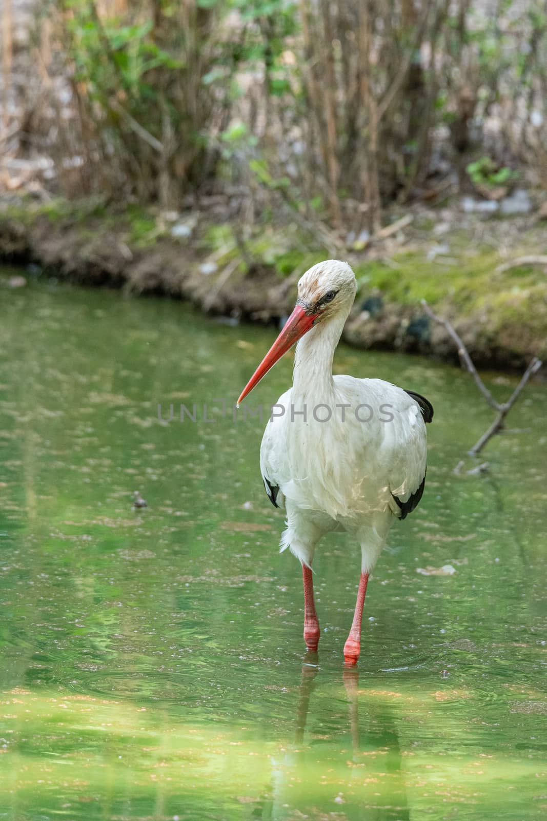 White stork walks in a pond, large European bird by brambillasimone