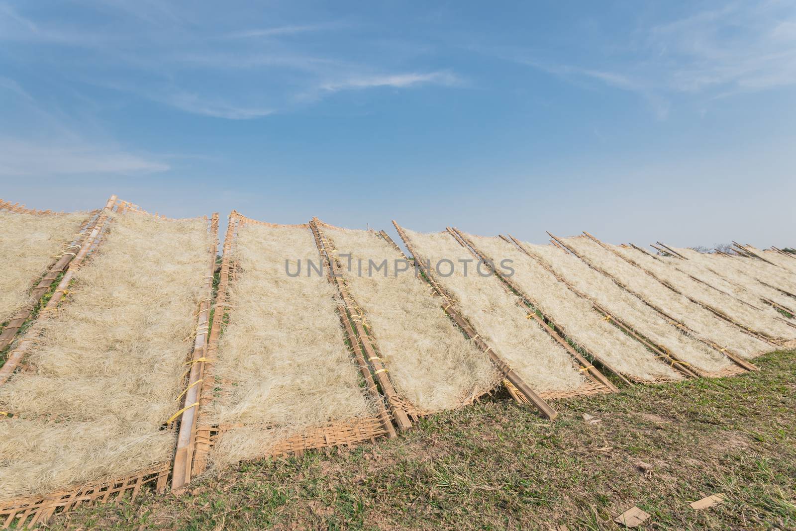 Upward view row of bamboo fences with Vietnamese rice vermicelli drying in the sun outside of Hanoi, Vietnam by trongnguyen