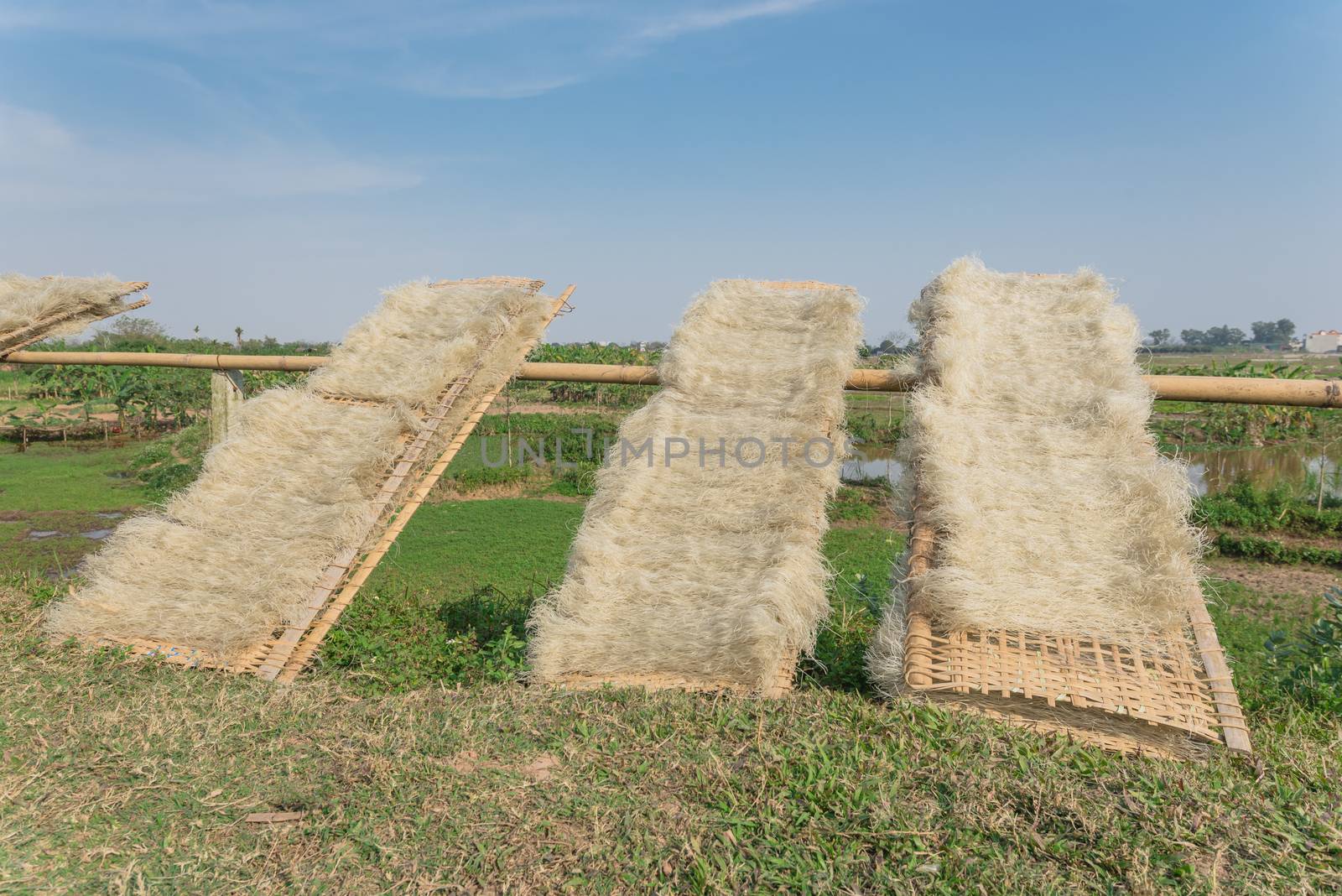 Natural way to dry out Vietnamese rice vermicelli drying in the sunlight on bamboo fences near rural farm outside of Hanoi, Vietnam. Special organic noodles are being dried