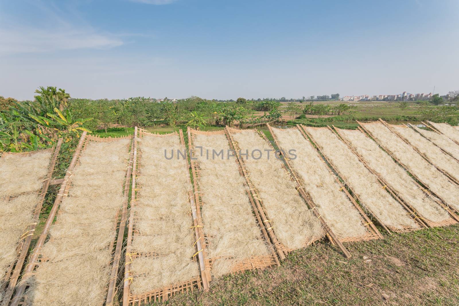 Homemade Vietnamese rice vermicelli drying in the sunlight on bamboo fences near banana farm outside of Hanoi, Vietnam. Special organic noodles are being dried naturally