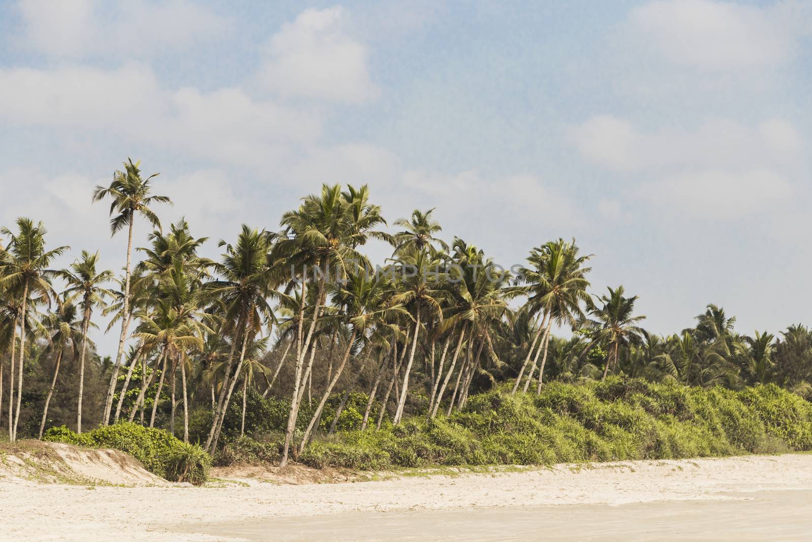 Benaulim Beach with palms arround in Benaulim, Goa, India by Arkadij