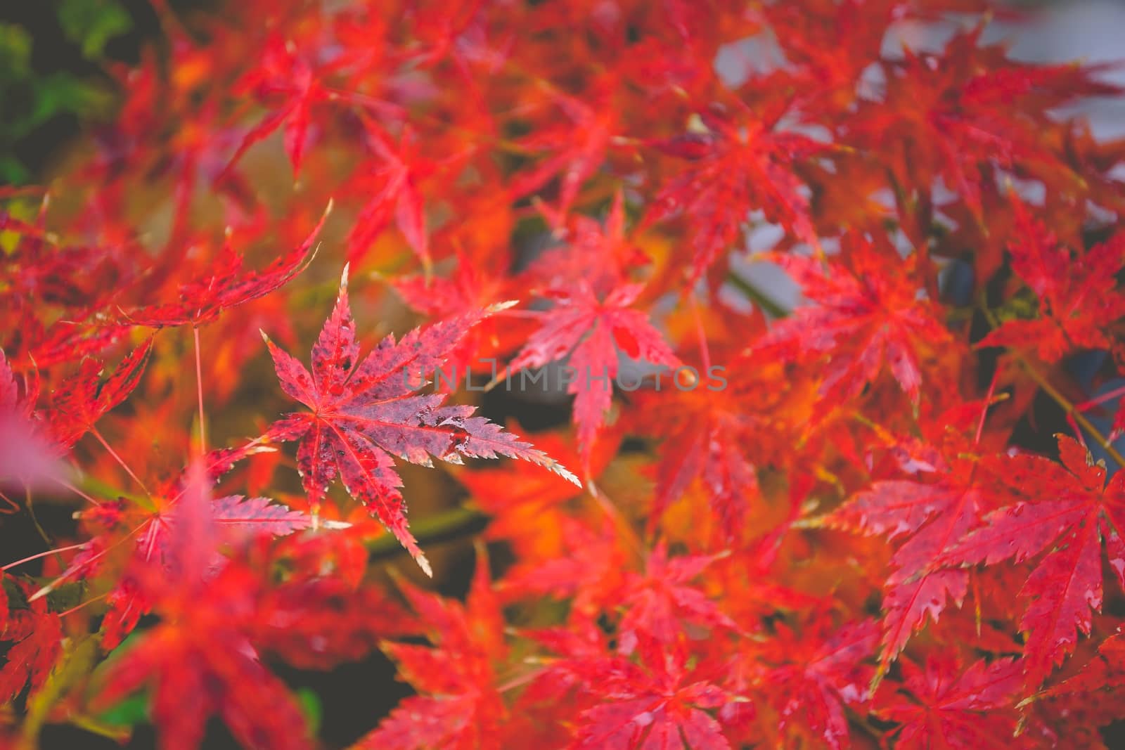 Selective focus shot red maple leaves in Kyoto, Japan.