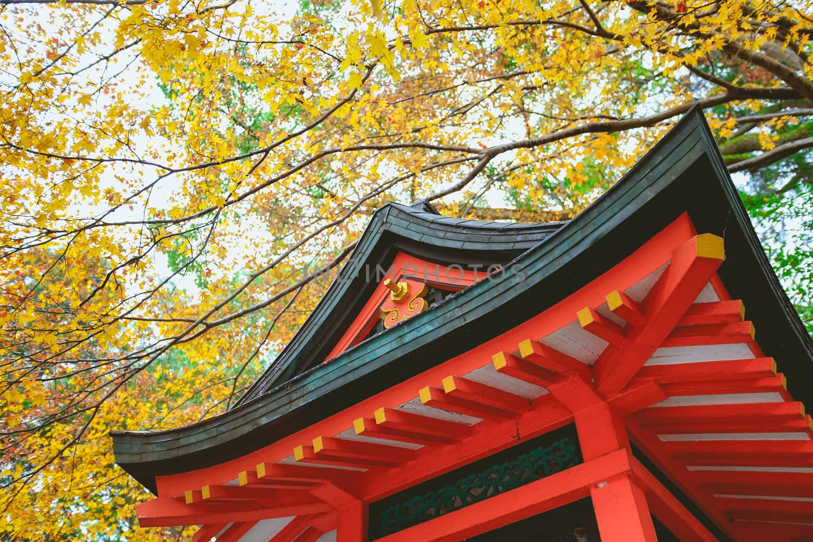 Japanese Architecture with yellow maple leaves background in Fushimi Inari Taisha shrine, Kyoto, Japan.