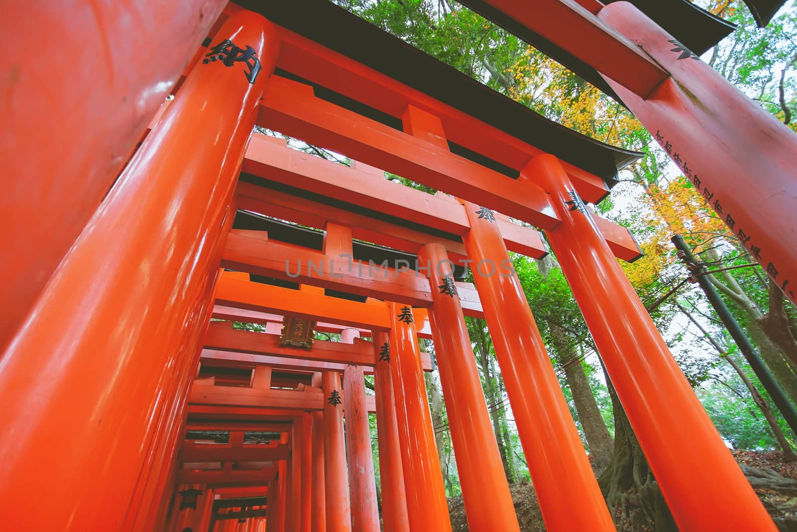 Fushimi Inari Taisha Torii gates in Fushimi-ku, Kyoto, Japan.